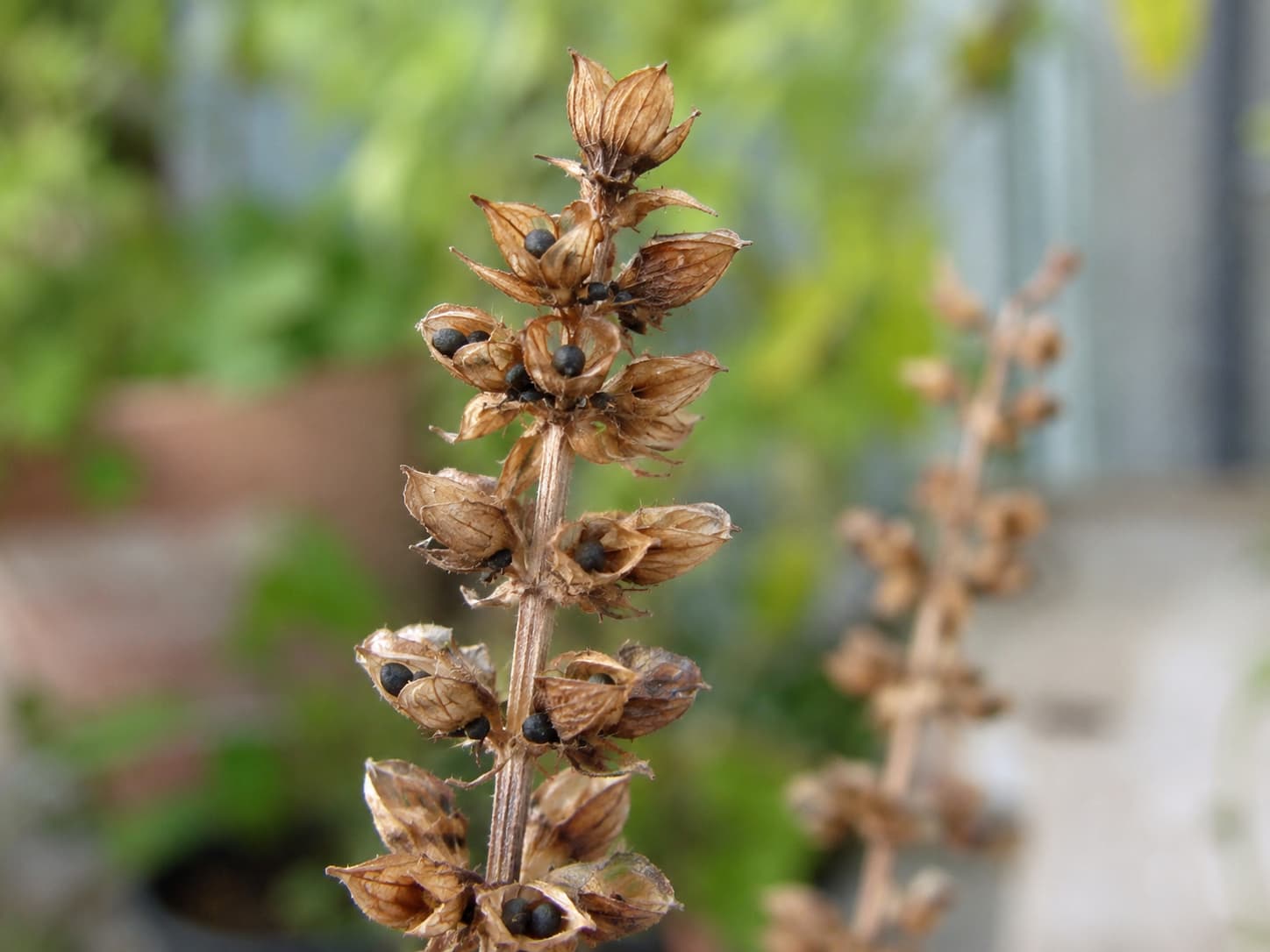 Dry brown basil flower spike with mature black seeds ready to harvest from papery seed pods.