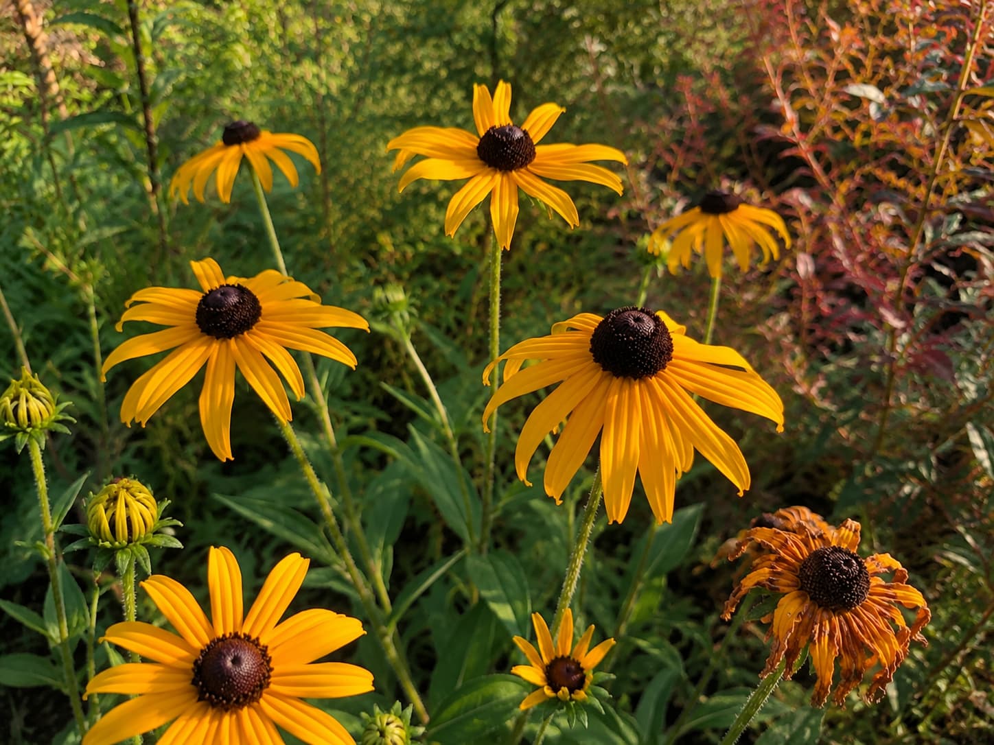 Black-eyed Susans with golden petals and dark centers in a sunny late-season garden.