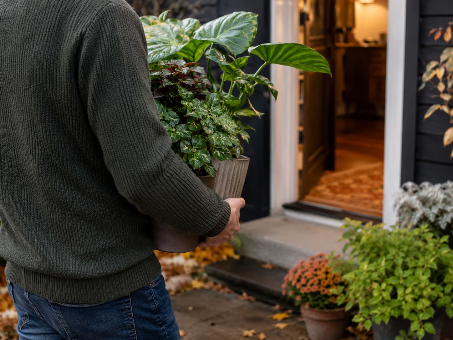 Gardener carrying healthy potted outdoor plants toward the house before cold autumn nights, with the face out of frame.