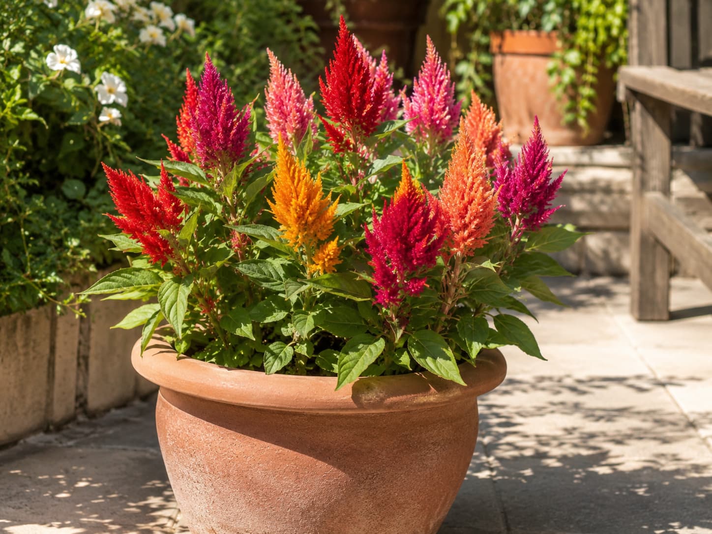 Colorful celosia flower spikes growing upright in a warm sunny patio container during summer.