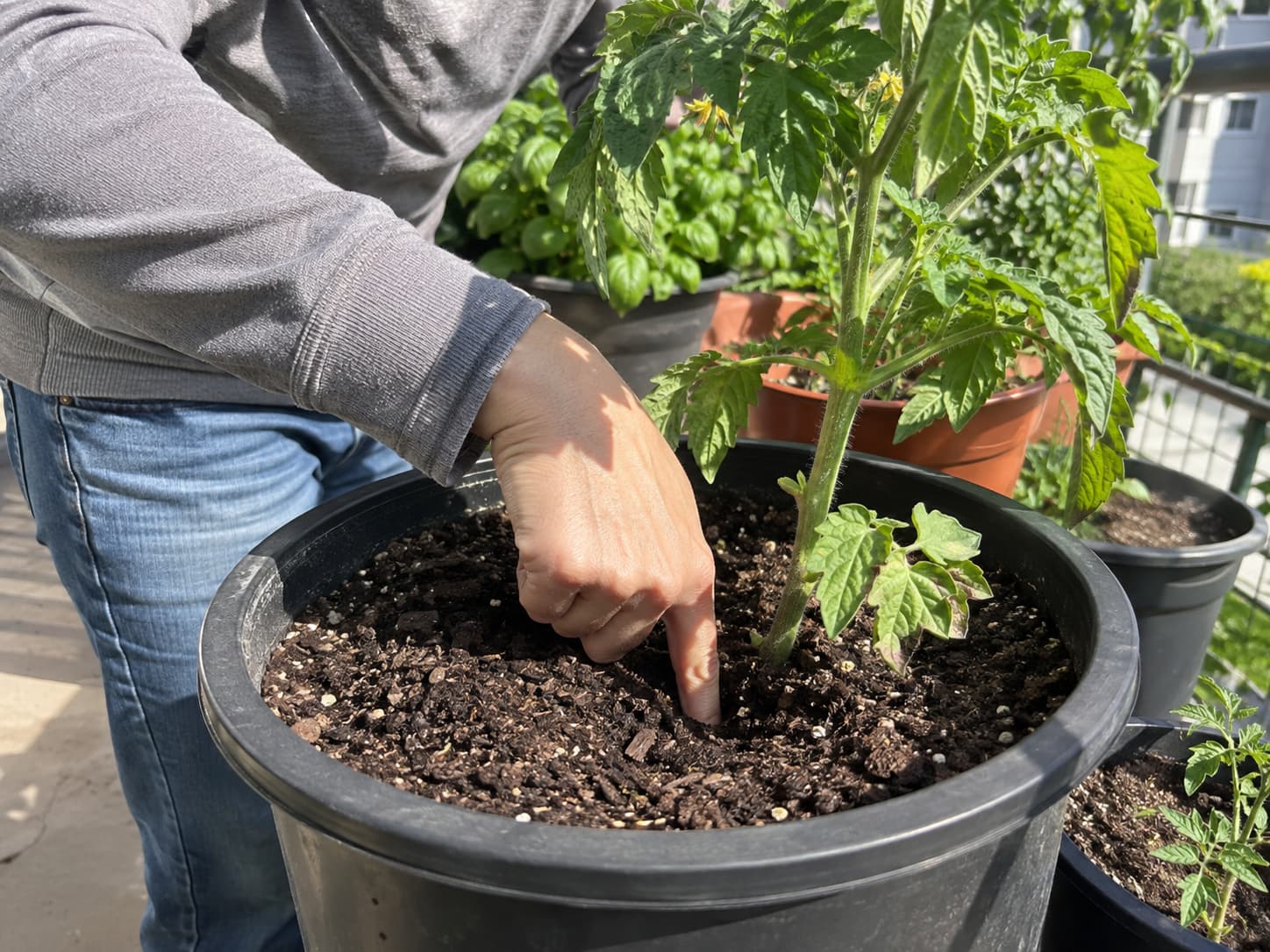 Gardener checking moisture below the surface of a vegetable container before watering.