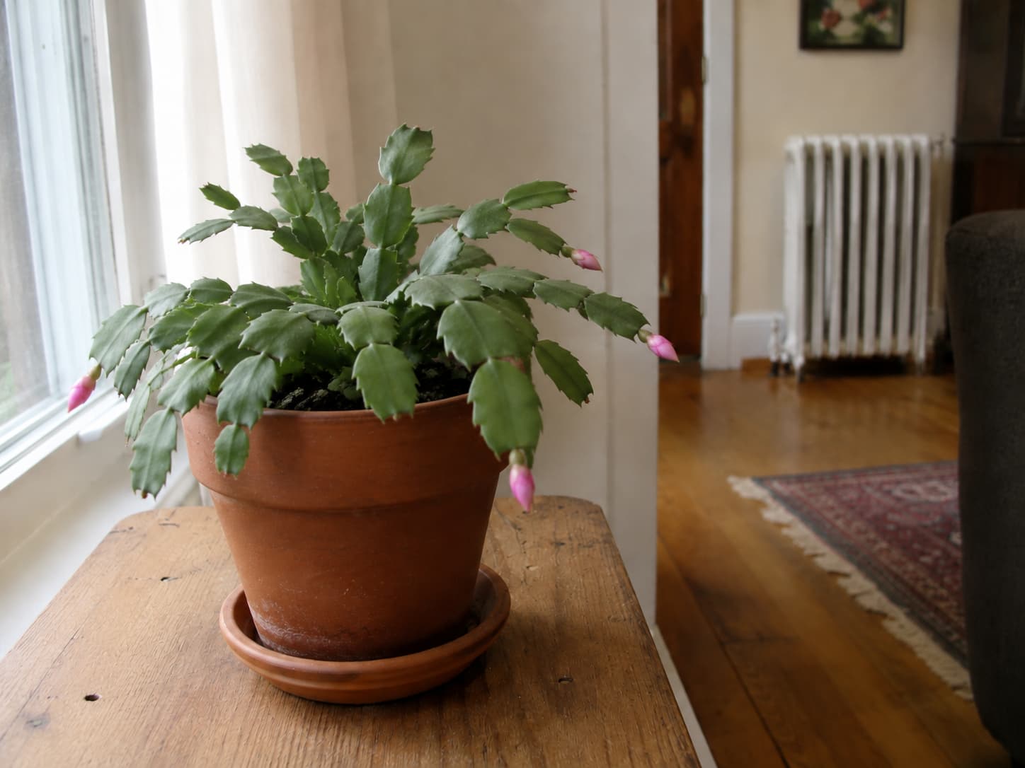 Budded Christmas cactus positioned away from a heating vent and other sources of sudden indoor temperature changes.
