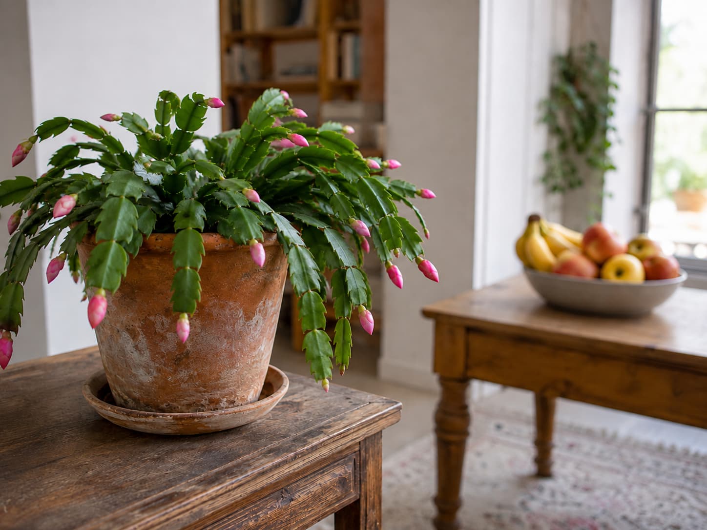 Christmas cactus kept separate from a bowl of ripening apples and bananas during bud development.