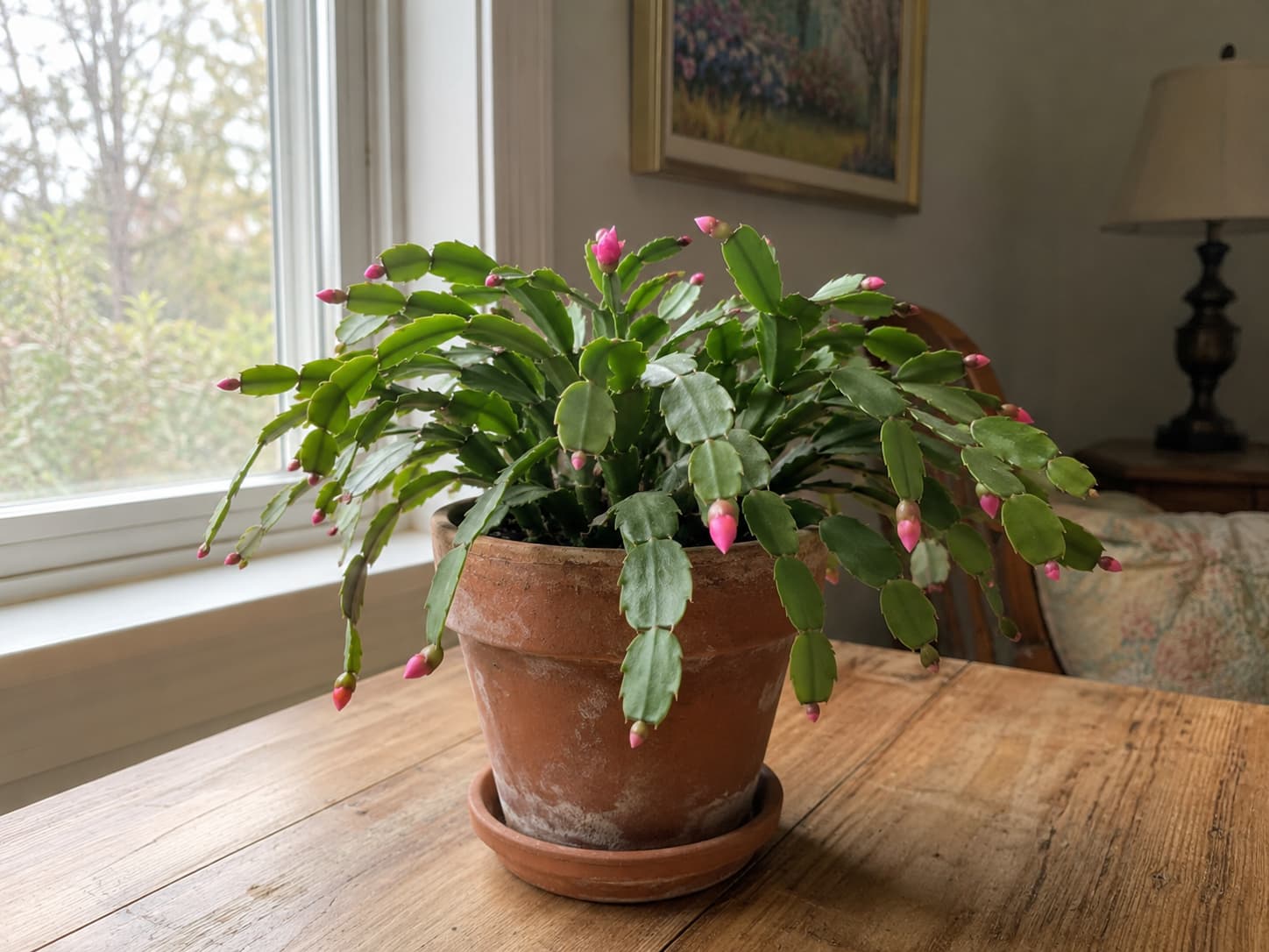 Christmas cactus receiving bright indirect daylight near a window while being kept away from artificial light at night.