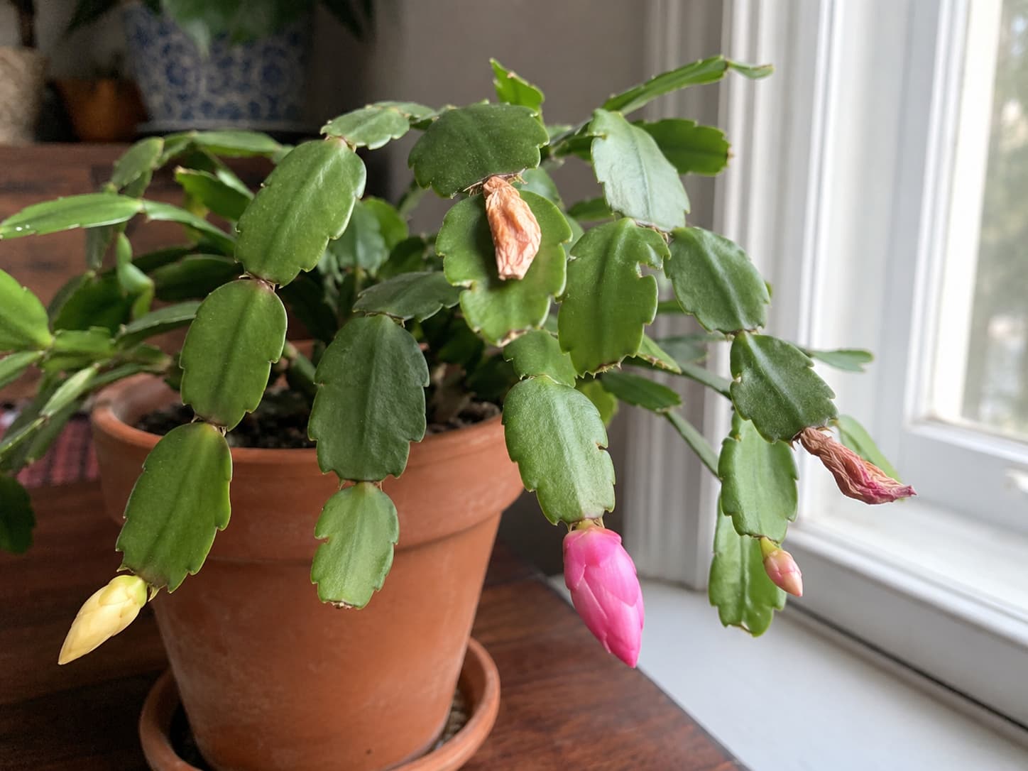 Christmas cactus buds compared for signs of stress including yellowing, shriveling, drying, and stalled development.