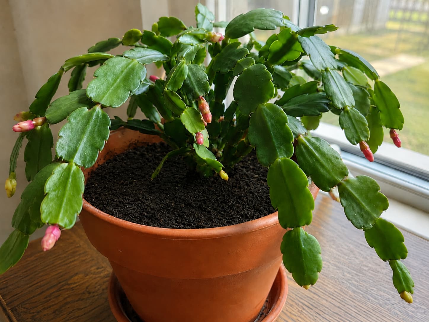 Christmas cactus with plump stem segments, yellowing buds, and persistently wet potting mix consistent with overwatering.