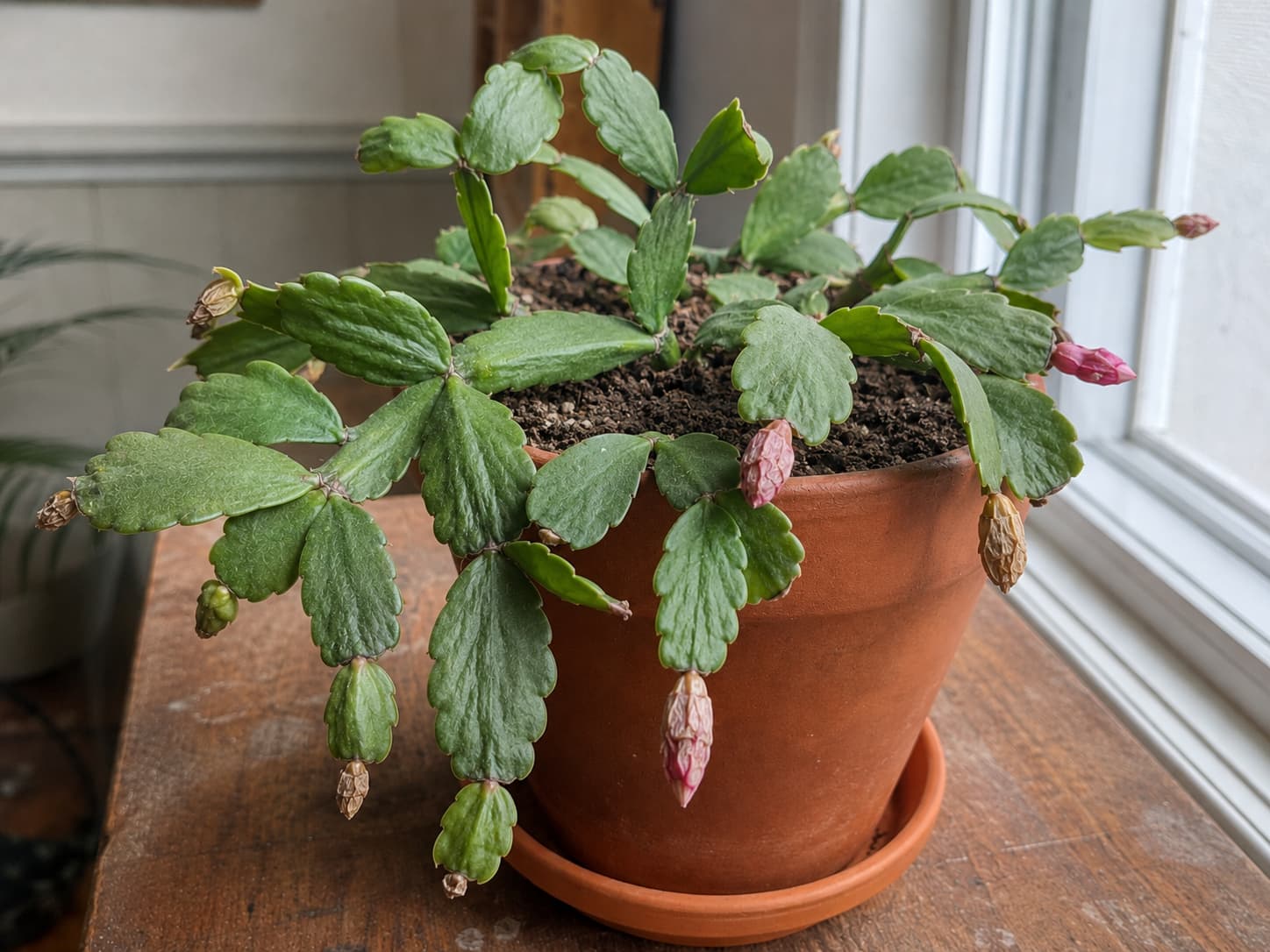 Christmas cactus with slightly wrinkled stem segments and dry shriveled buds showing signs consistent with underwatering.