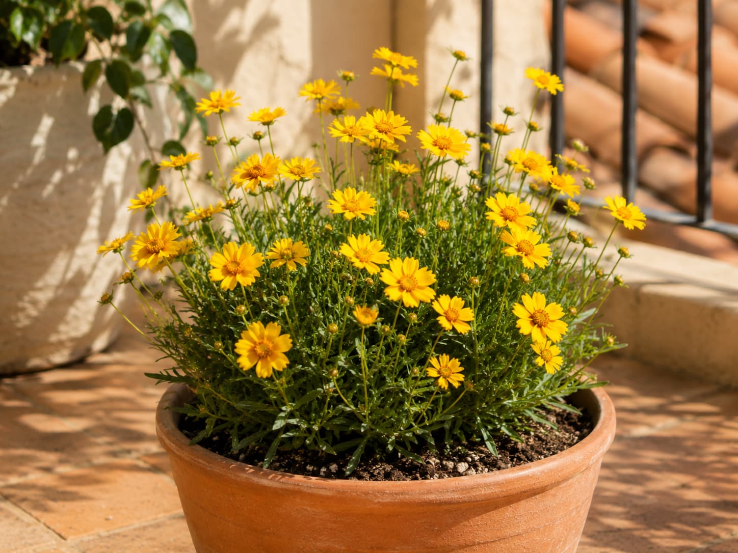 Coreopsis producing bright yellow summer flowers in a sunny container with good drainage.