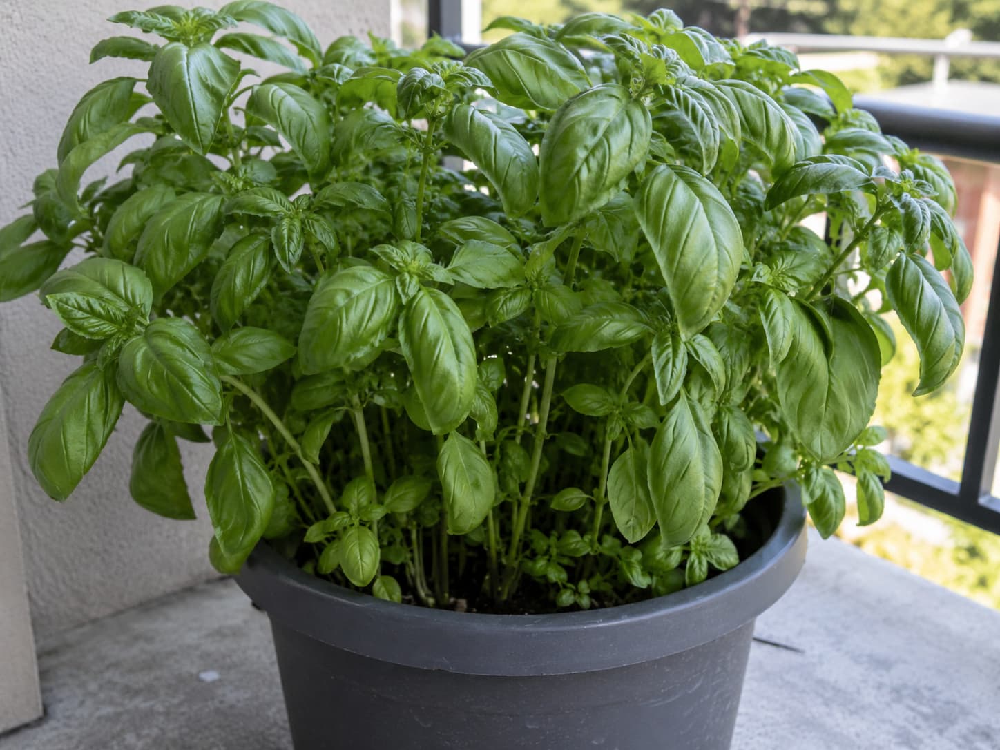 Crowded herb stems in one container with dense overlapping leaves and limited airflow around the center.