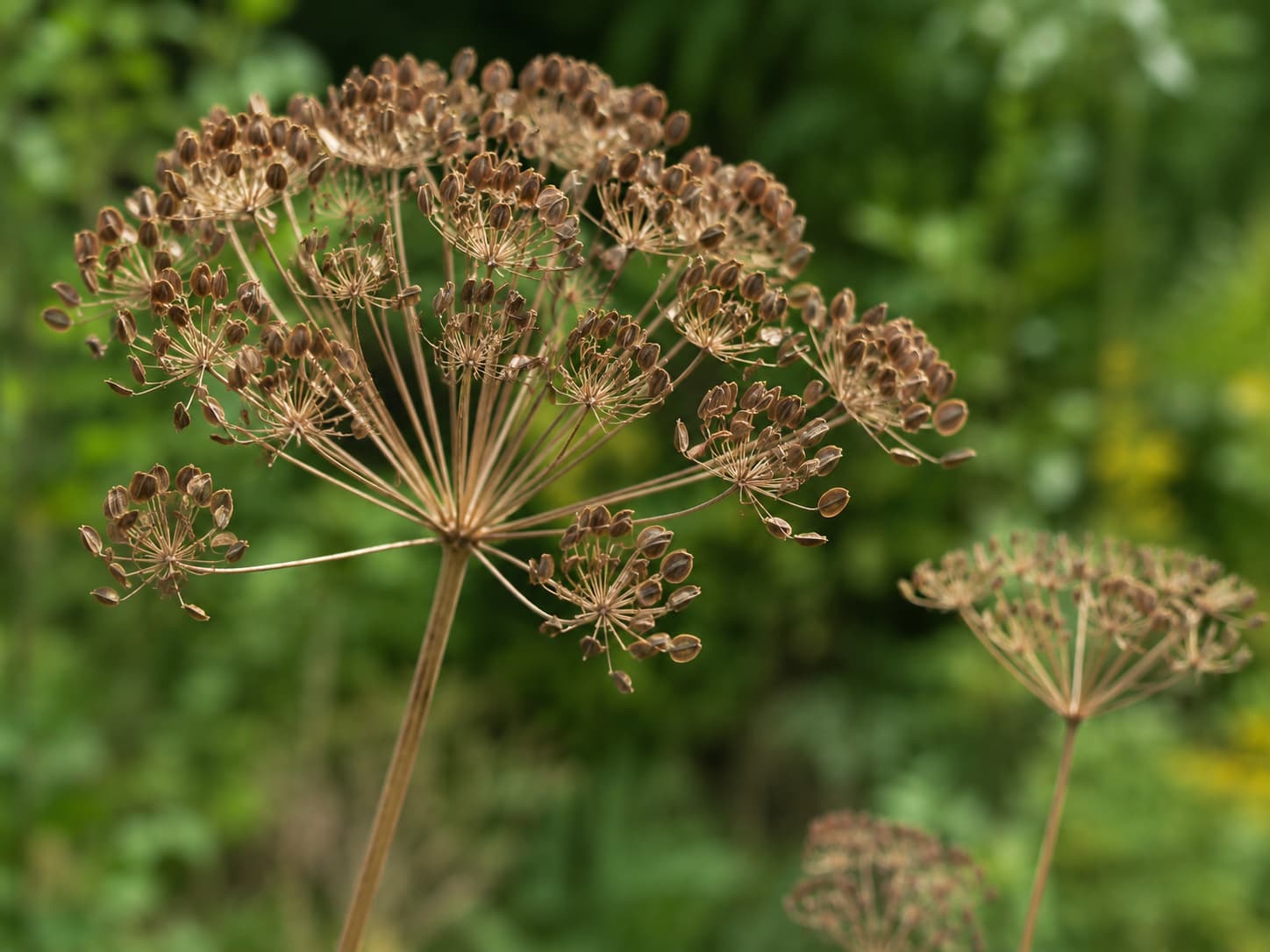 Dry dill umbel holding mature flat brown seeds ready for harvesting.