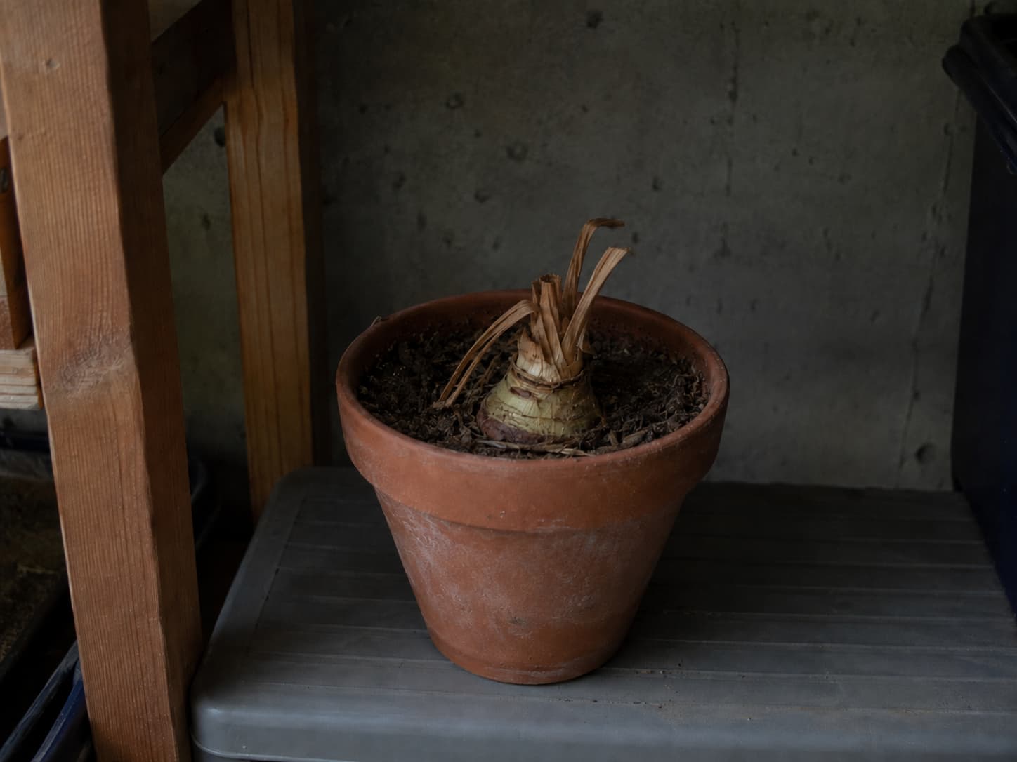 Dormant potted amaryllis resting dry in a cool dark storage area after its leaves have naturally browned.