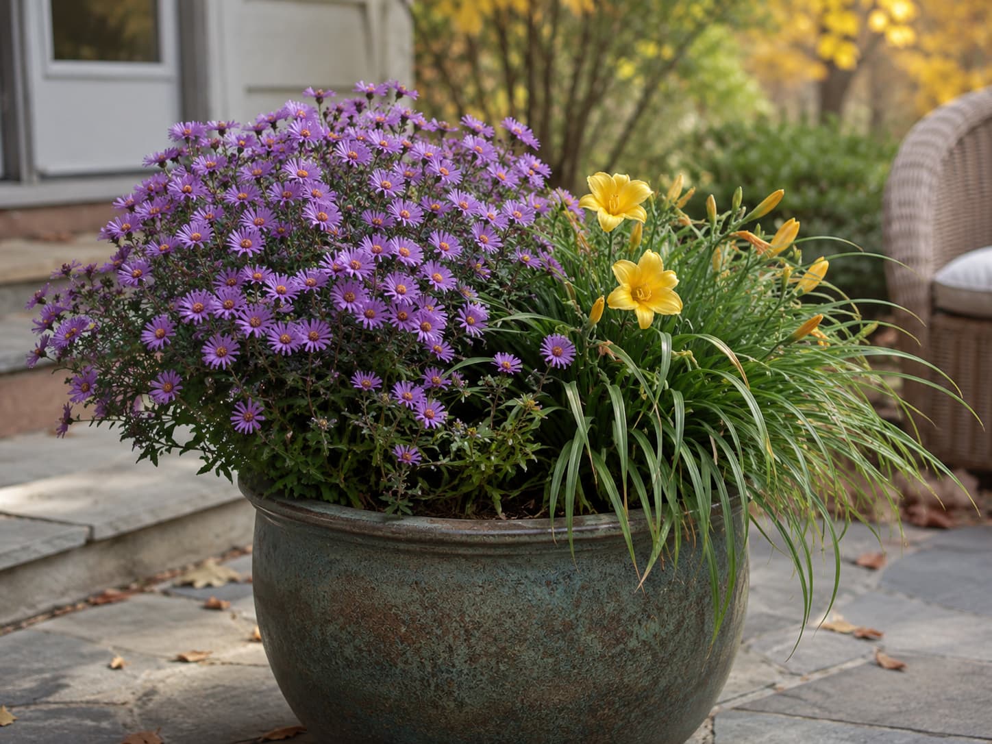 Dwarf purple aster and compact reblooming daylily growing together in a large patio container during fall.
