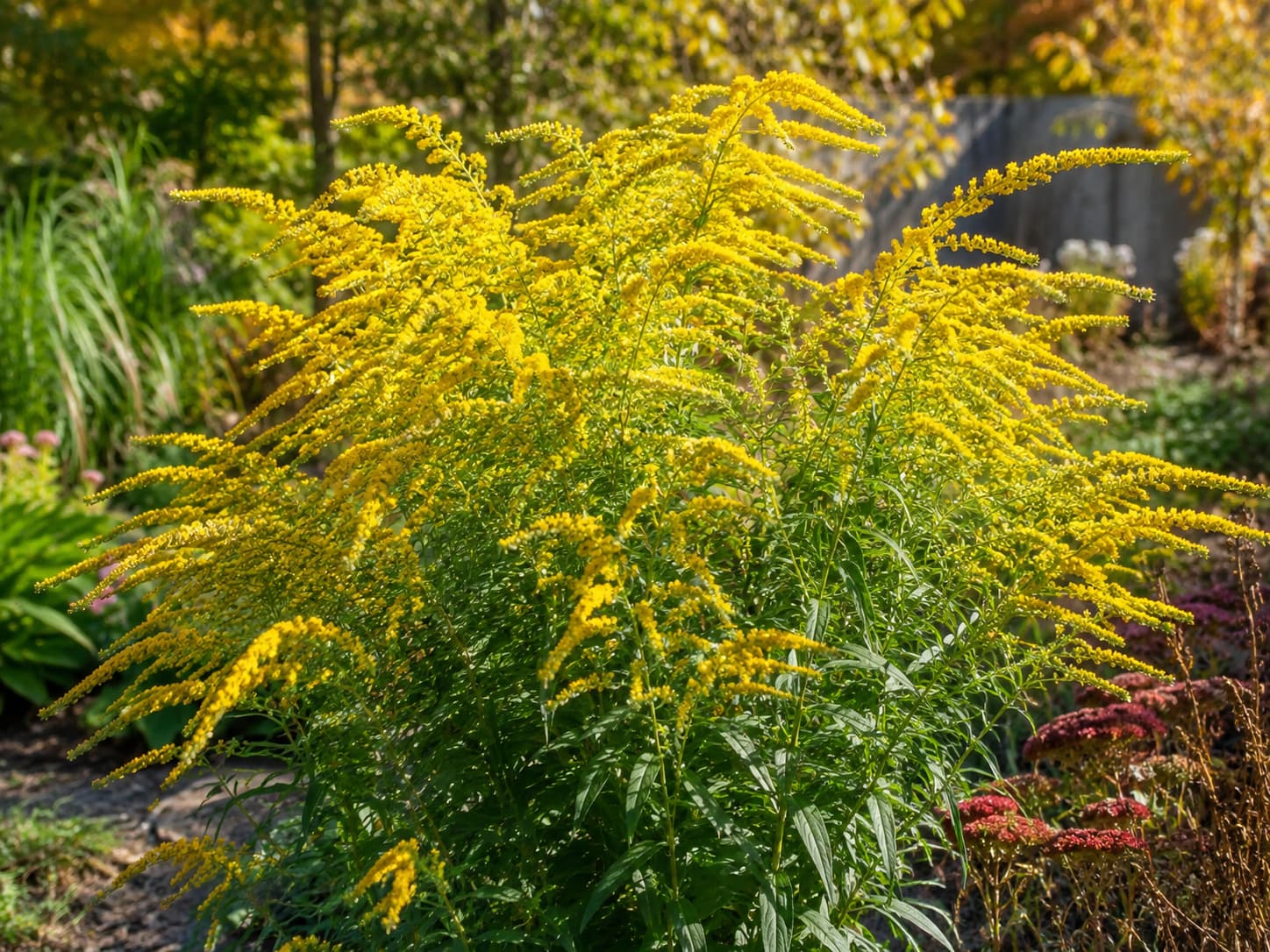Fireworks goldenrod producing arching sprays of bright yellow flowers in a sunny autumn garden.