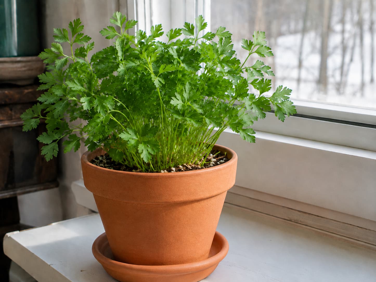 Flat-leaf parsley growing in a well-drained pot beside a bright indoor window during winter.