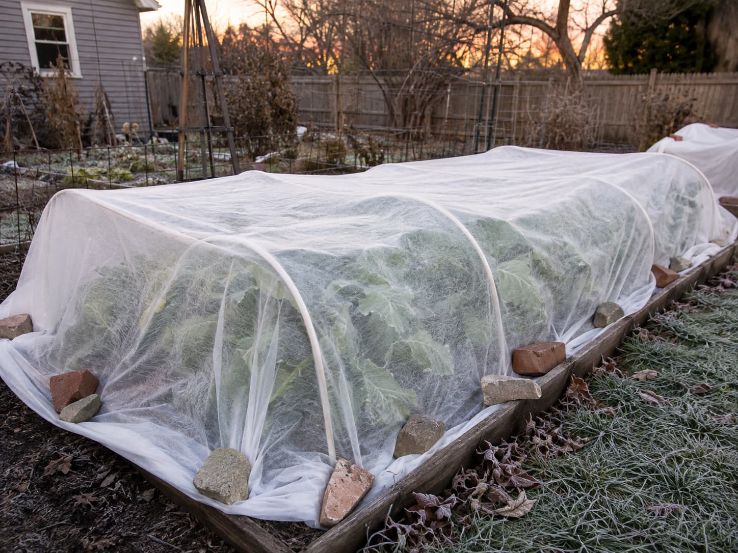 Garden plants protected with frost cloth before an overnight freeze, with covers anchored to the ground and held above foliage.