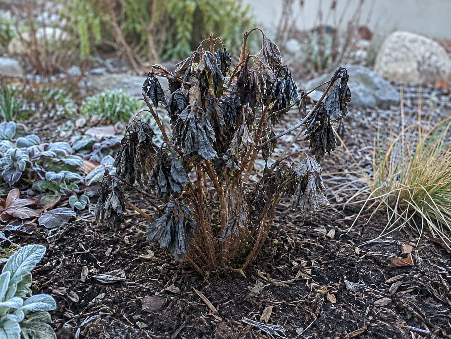 Frost-damaged garden plant with darkened leaves left unpruned while lower living tissue is assessed for recovery.