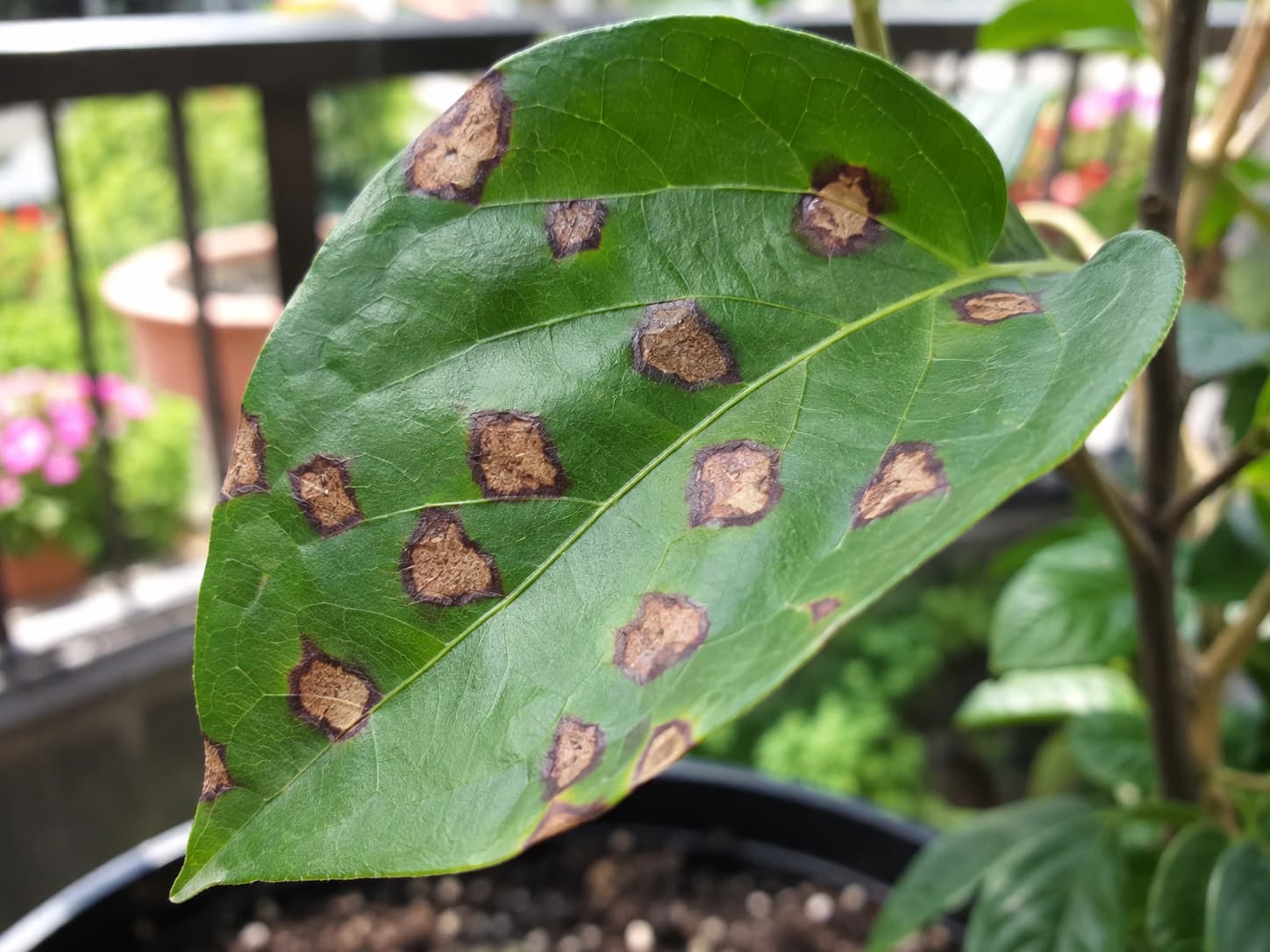 Leaf with discrete fungal spots showing darker margins and dry centers.