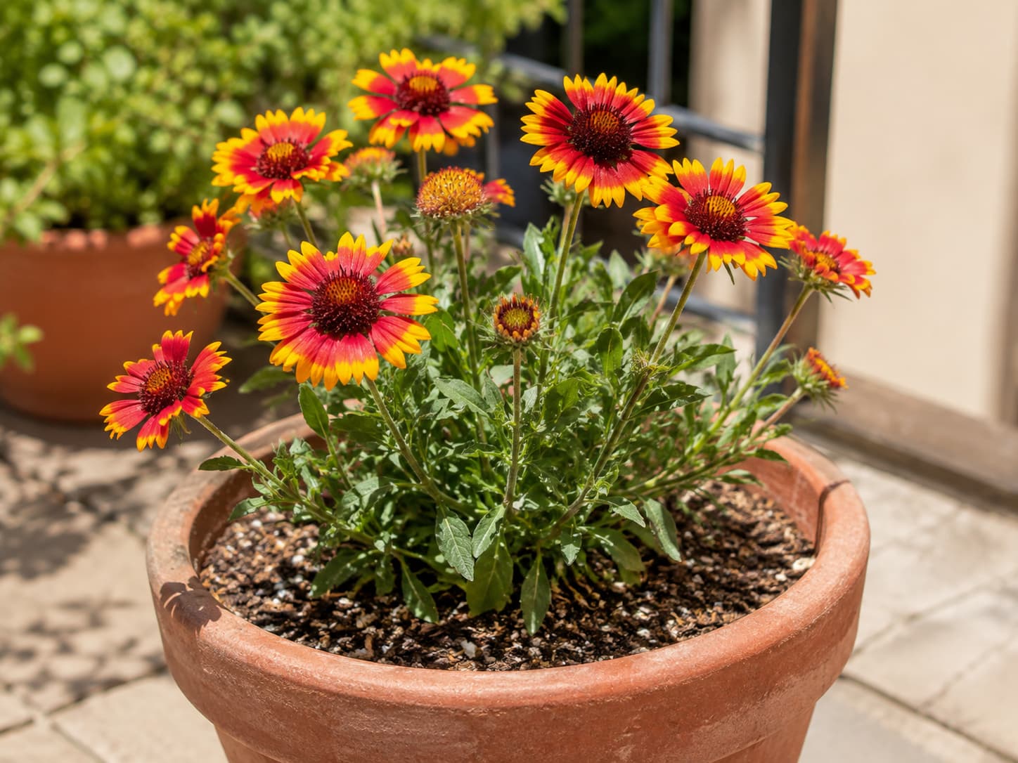 Blanket flower blooming in a container under strong summer sun with dry, well-drained growing conditions.