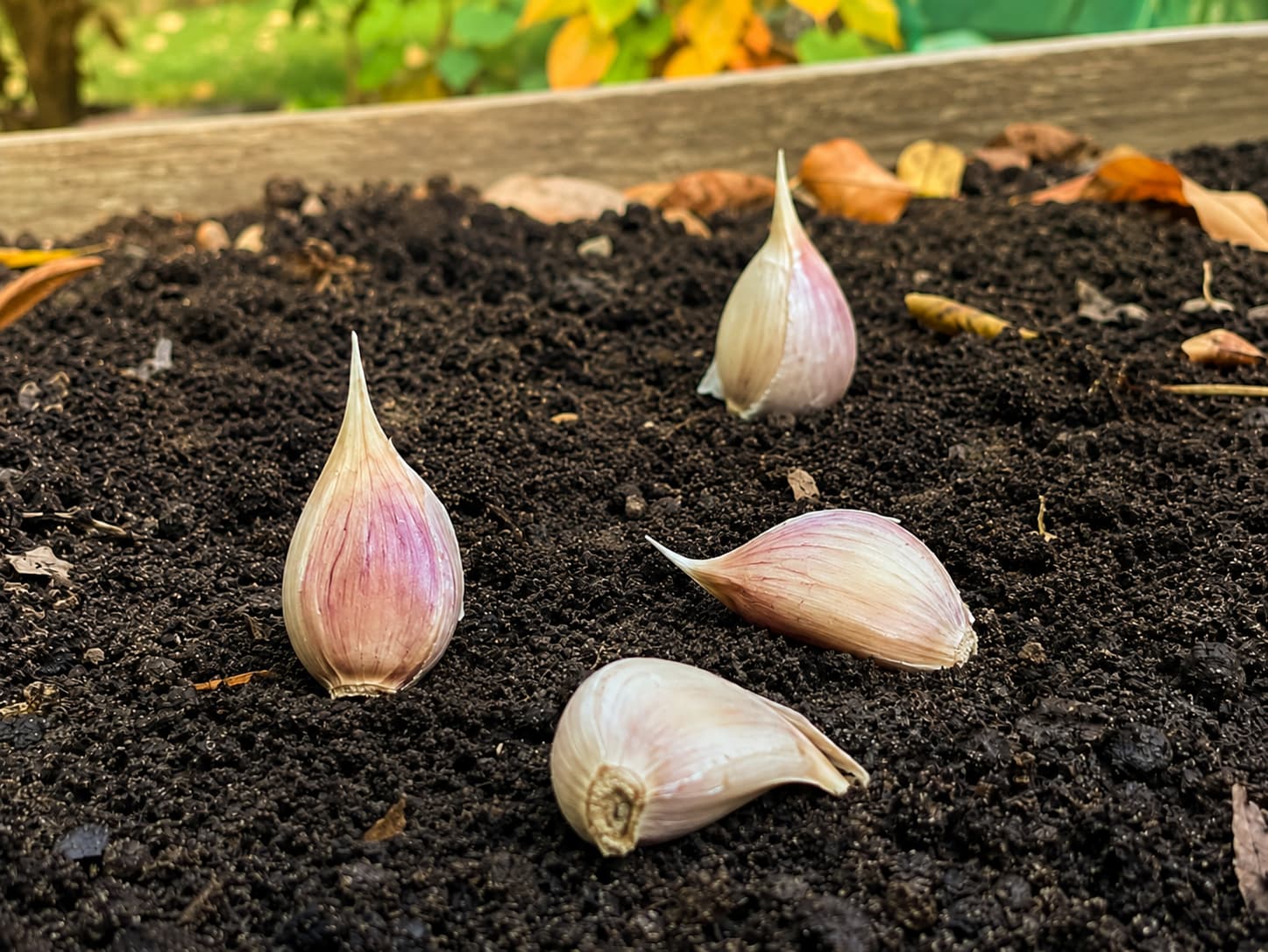 Close view of garlic cloves positioned with pointed tips upward and flat root plates downward before planting.