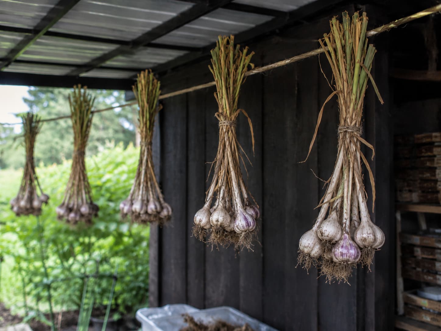 Freshly harvested garlic bulbs curing in small airy bundles in a shaded, well-ventilated space.