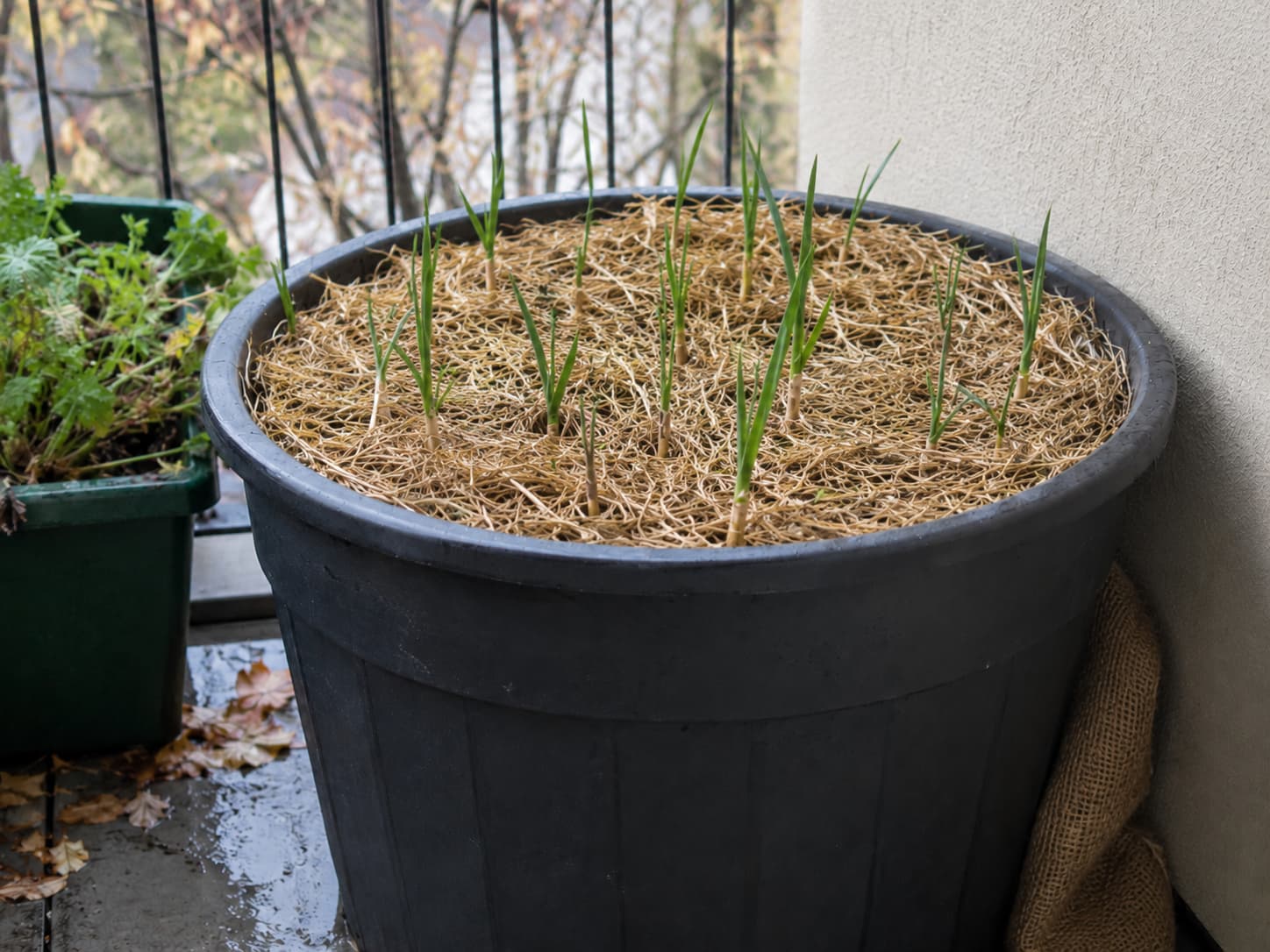 Deep container planted with garlic and protected on a sheltered balcony for winter.