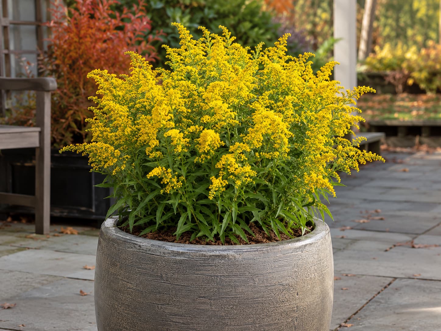 Compact Golden Fleece goldenrod flowering in a large well-drained patio container during fall.