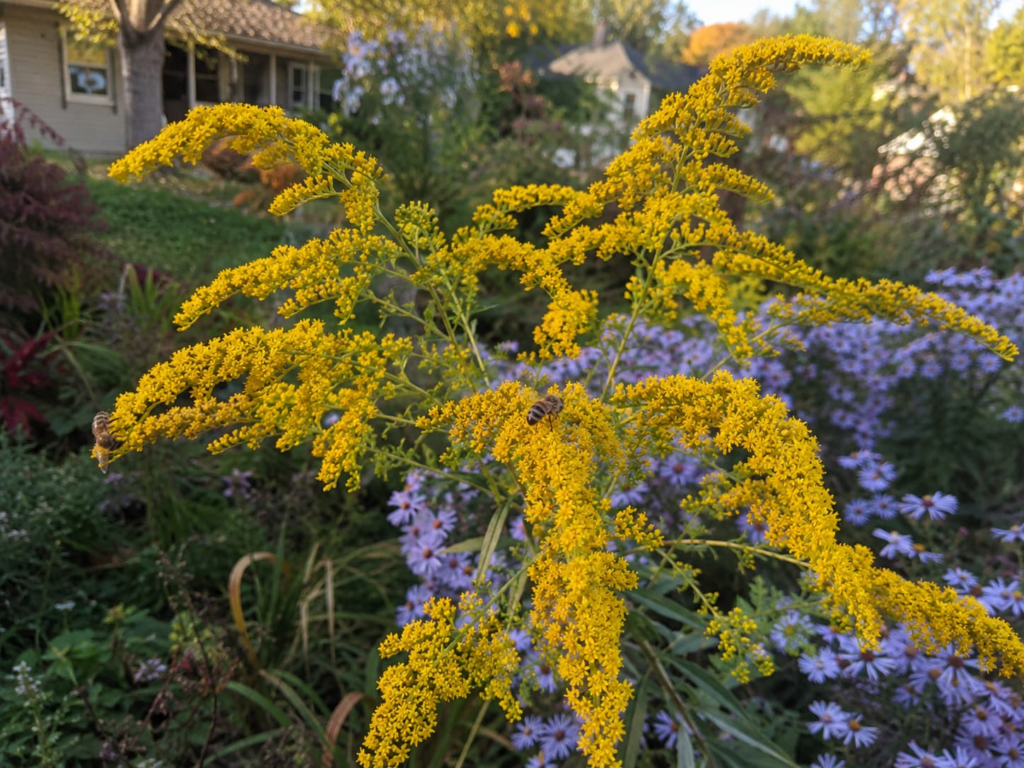 Goldenrod with arching golden sprays in a natural garden while pollinators visit the plants.