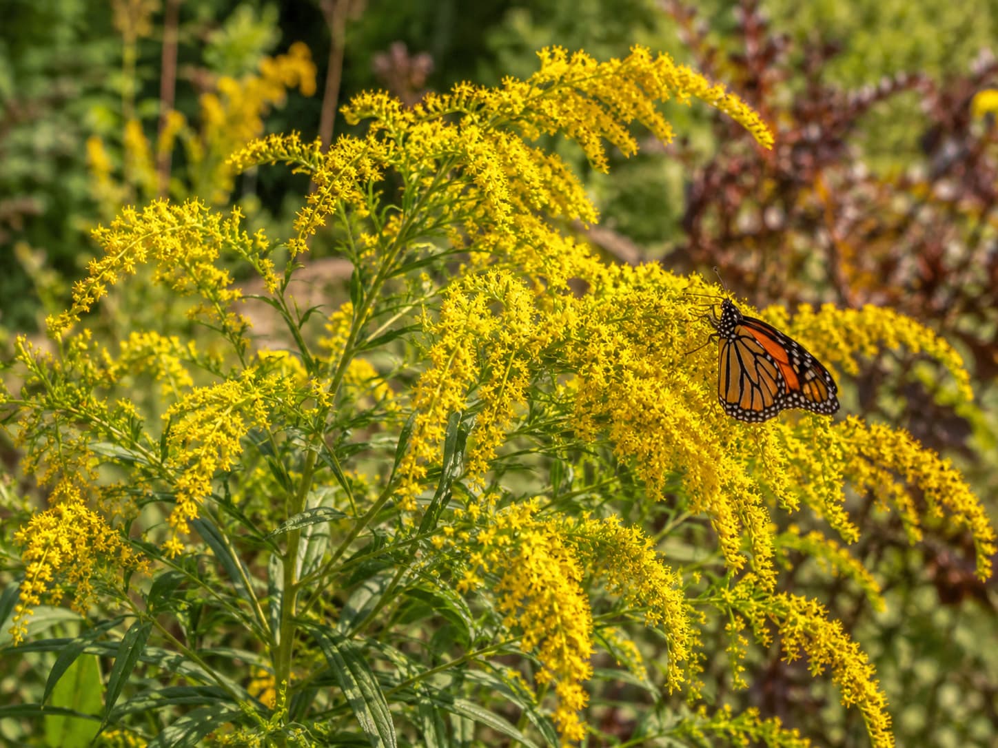 Fireworks goldenrod in full fall bloom with a monarch butterfly feeding on the yellow flower sprays.
