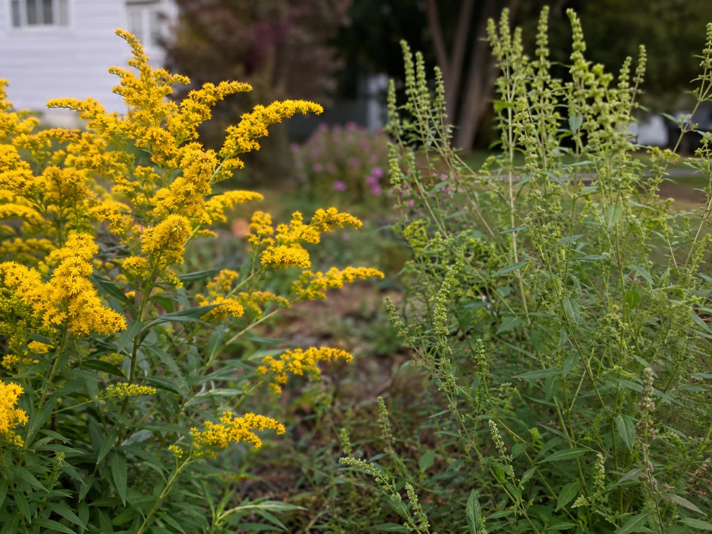 Goldenrod with bright yellow flower clusters beside inconspicuous green ragweed for a fall identification comparison.