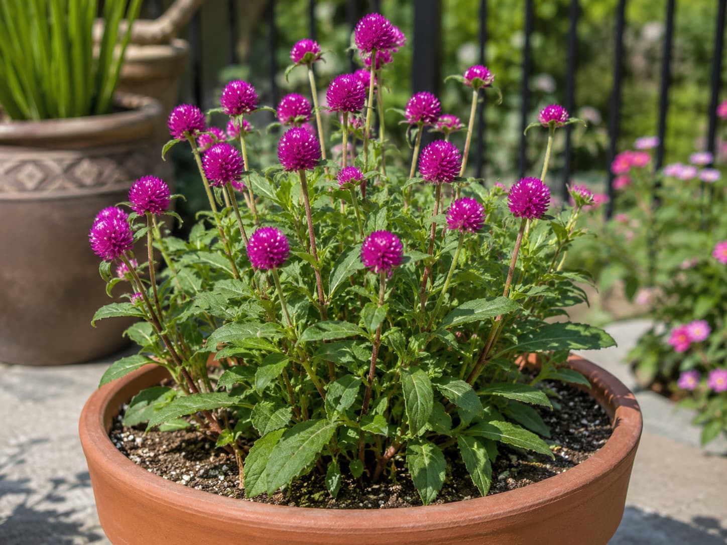 Gomphrena globe amaranth producing papery summer blooms in a sunny well-drained container.