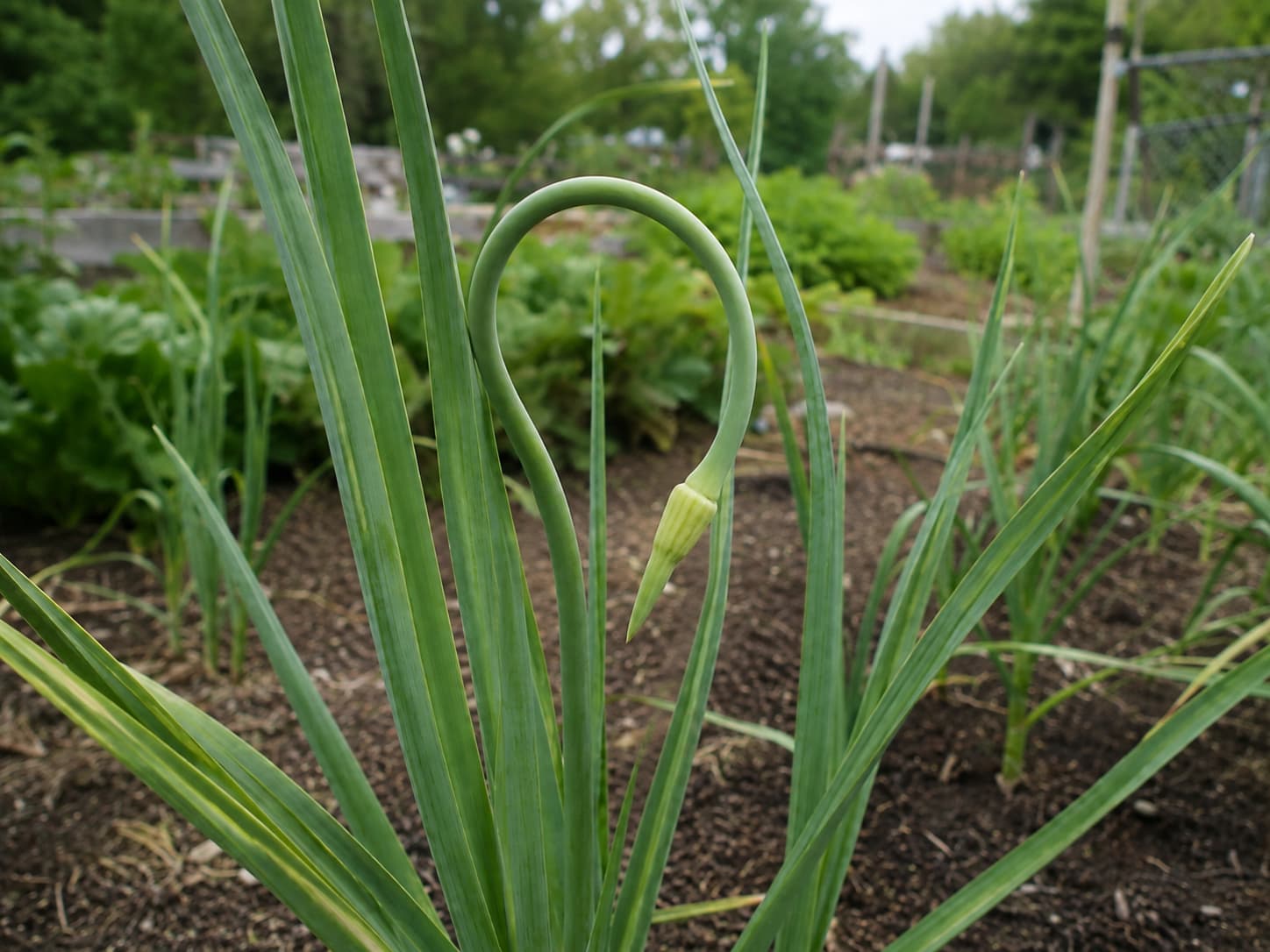 Hardneck garlic plant with a single curling green scape ready to be cut.