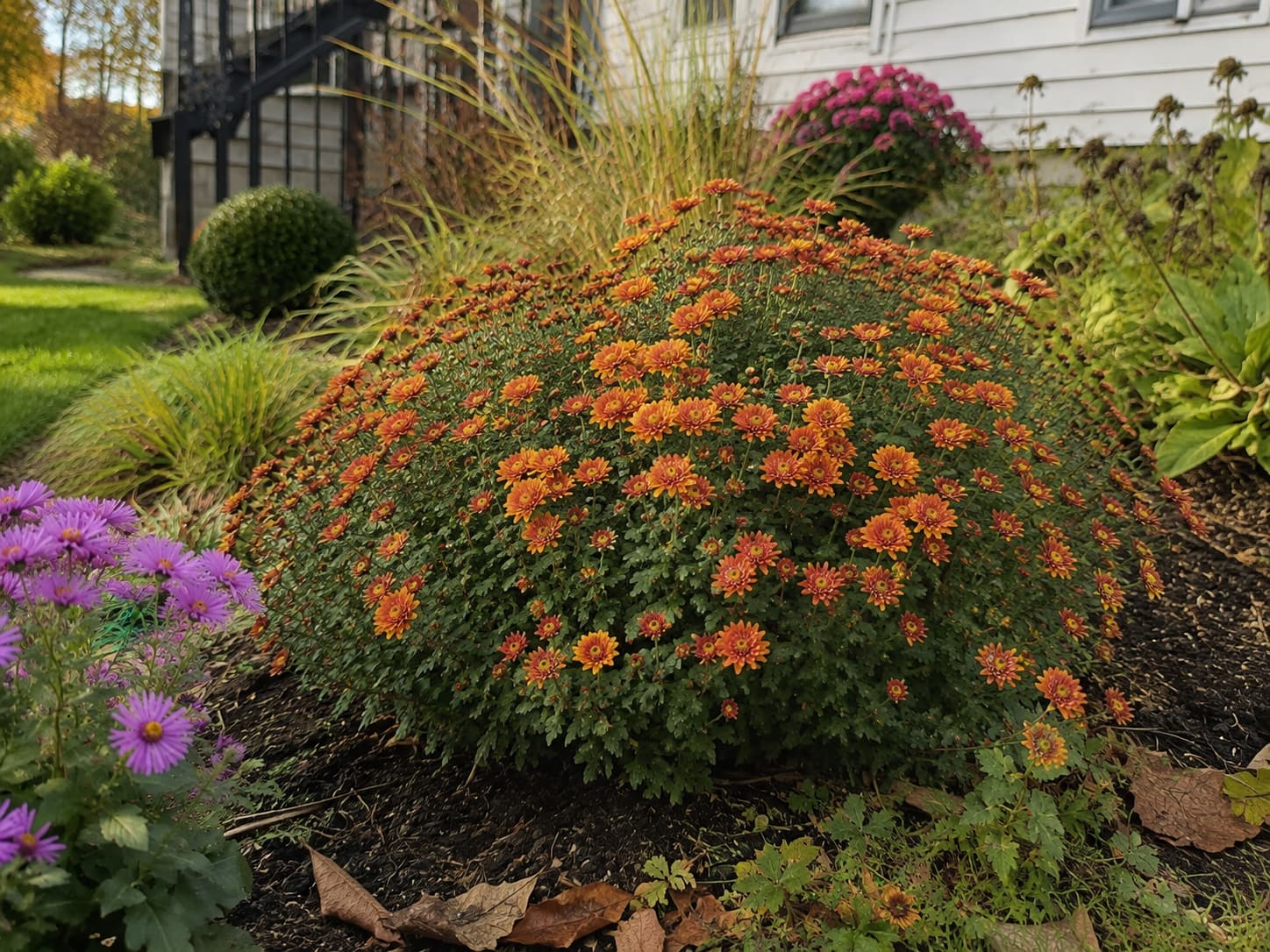 Hardy garden mums in a residential border with dense clusters and healthy green foliage.