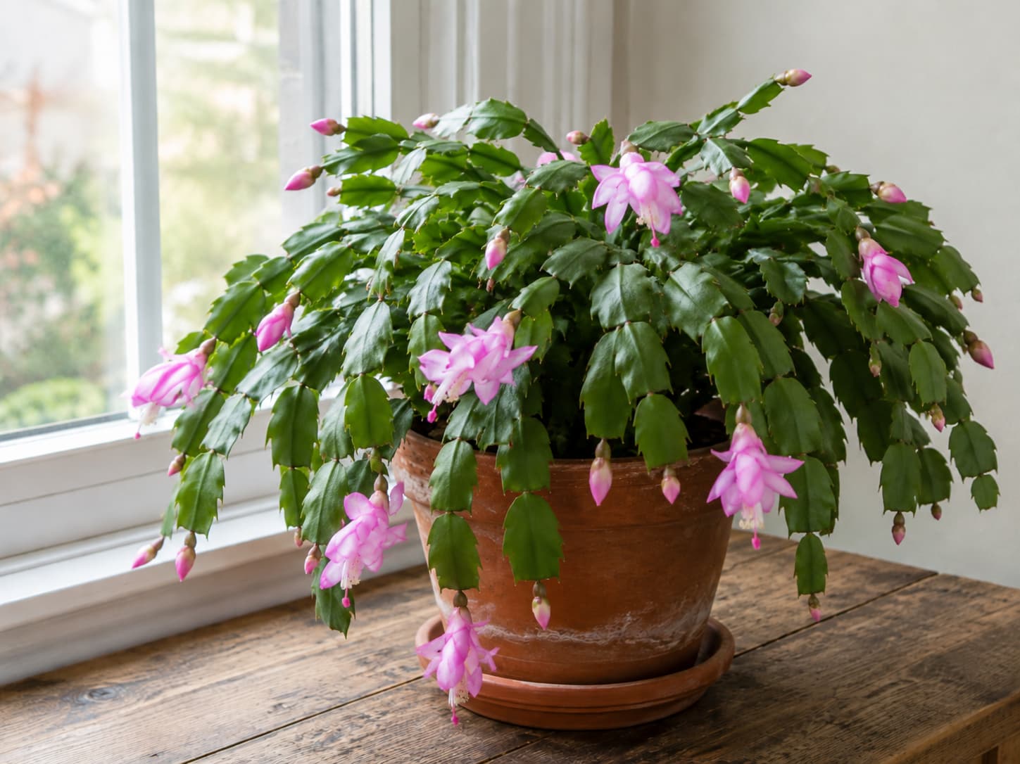 Healthy Christmas cactus flowering beside a bright window after stable seasonal care and successful bud development.