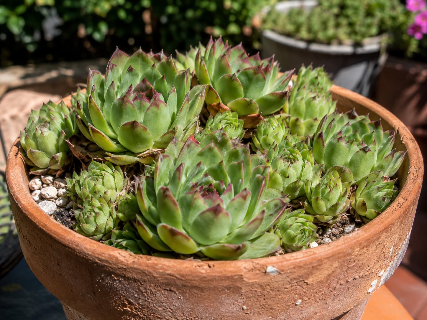 Hens and chicks forming multiple compact rosettes in a sunny outdoor terracotta container.