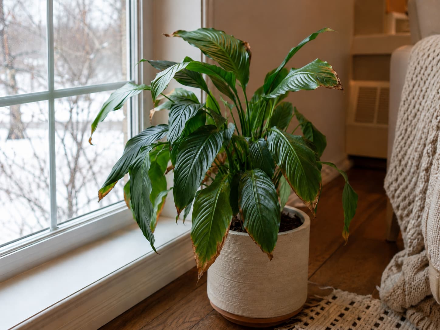 Tropical houseplant with dry brown leaf tips and curled edges in a heated indoor room during winter.