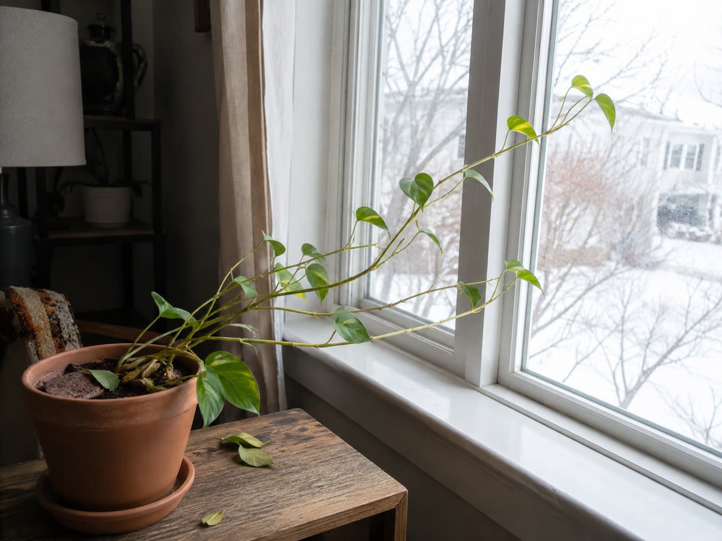 Houseplant stretching toward a winter window with sparse growth and lower leaf drop caused by insufficient light.