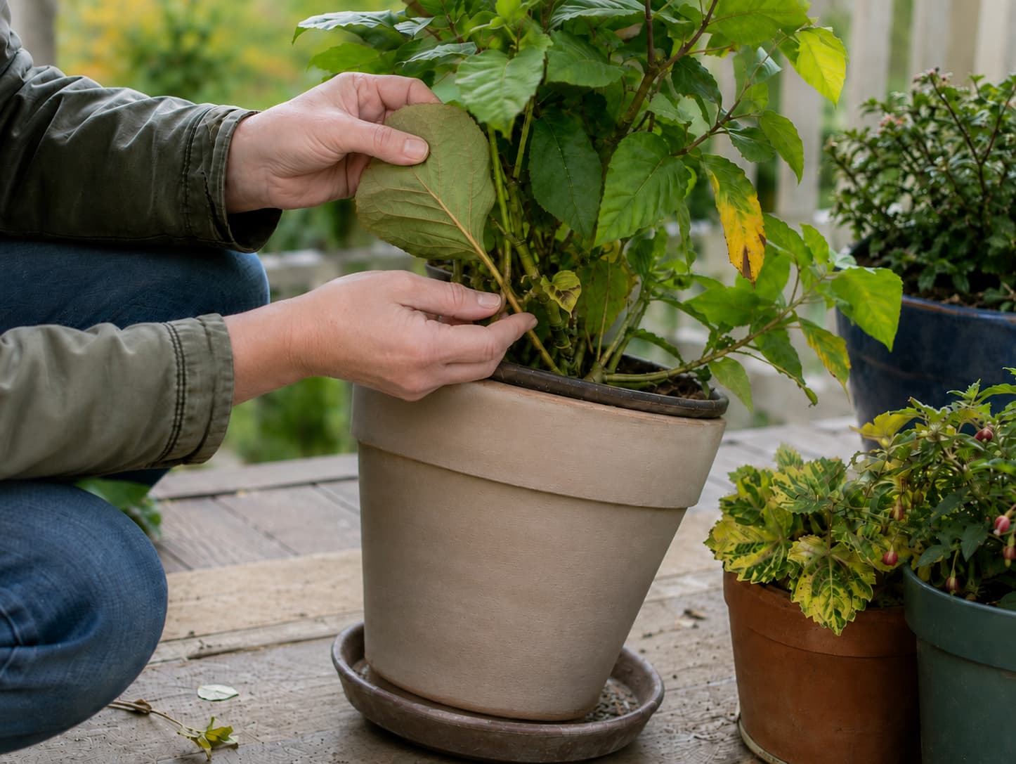 Gardener inspecting leaf undersides, stem joints, pot rims, and drainage areas for pests before moving outdoor plants indoors.
