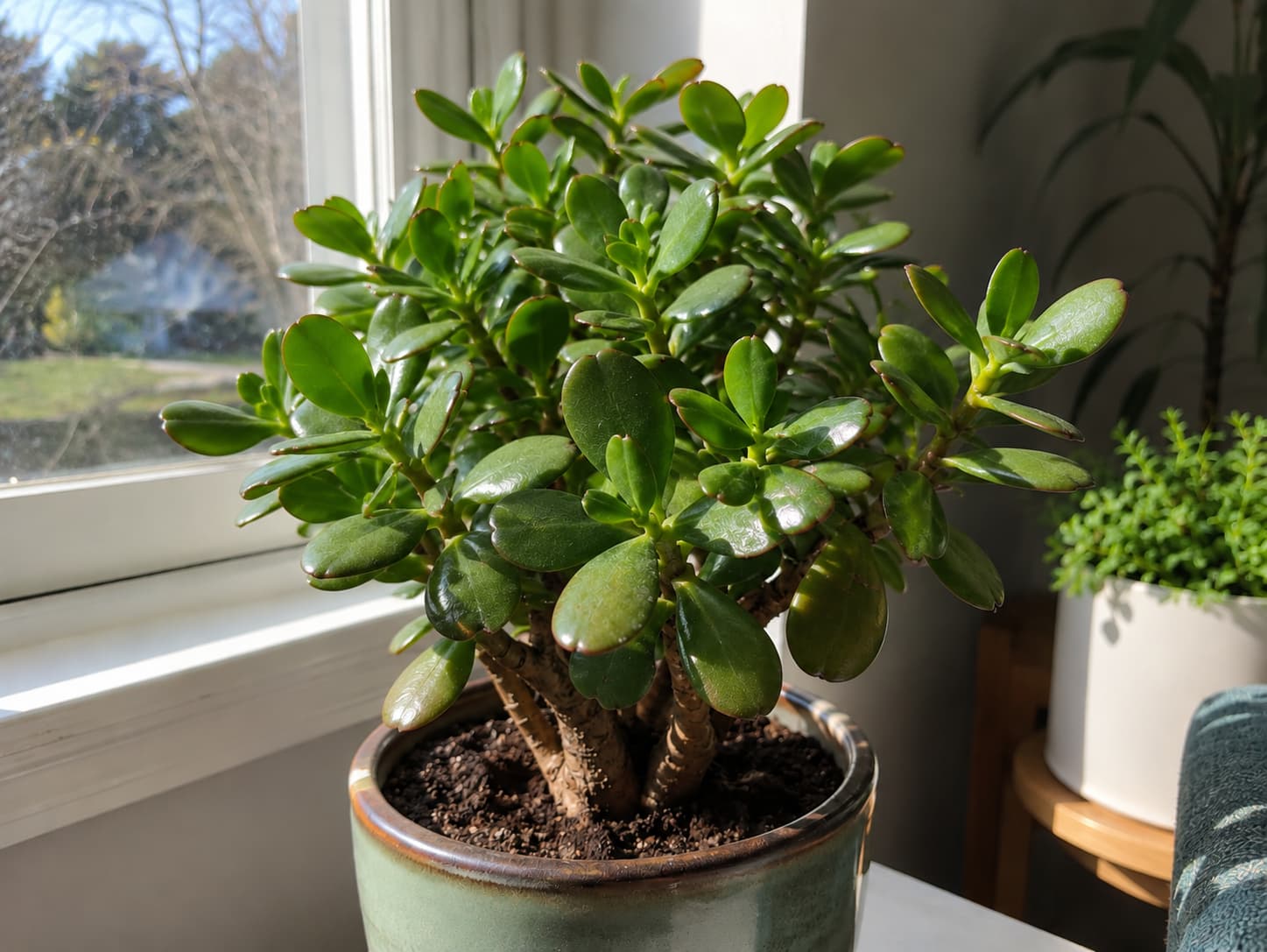 Compact jade plant with thick oval leaves and woody stems growing beside a bright sunny window.