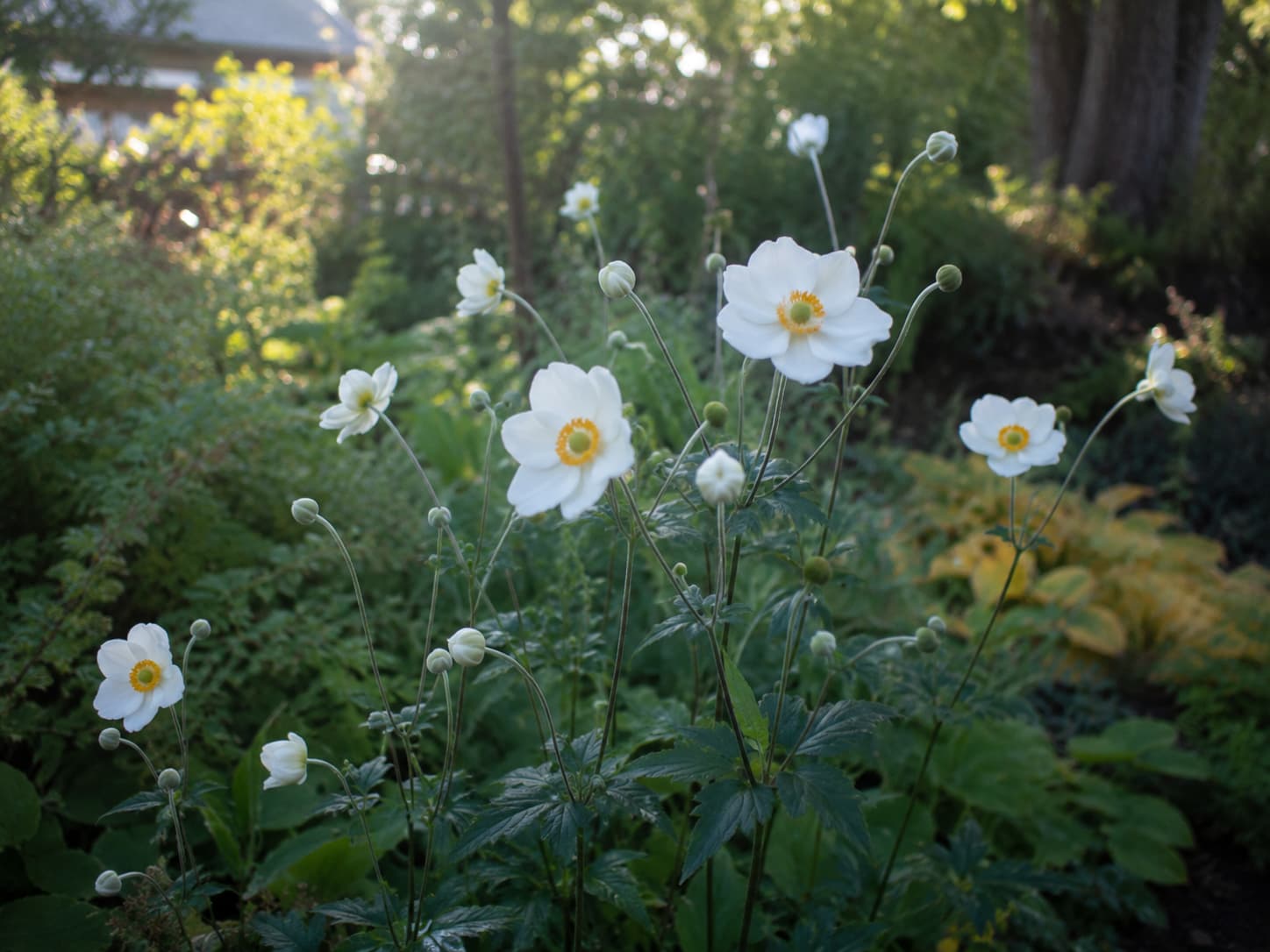 Japanese anemone on tall wiry stems in part shade with soft morning light.