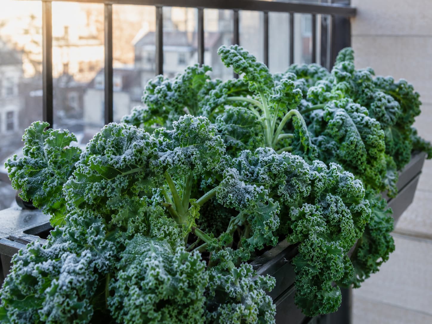 Cold-hardy kale growing in a balcony container with light frost on the leaves.