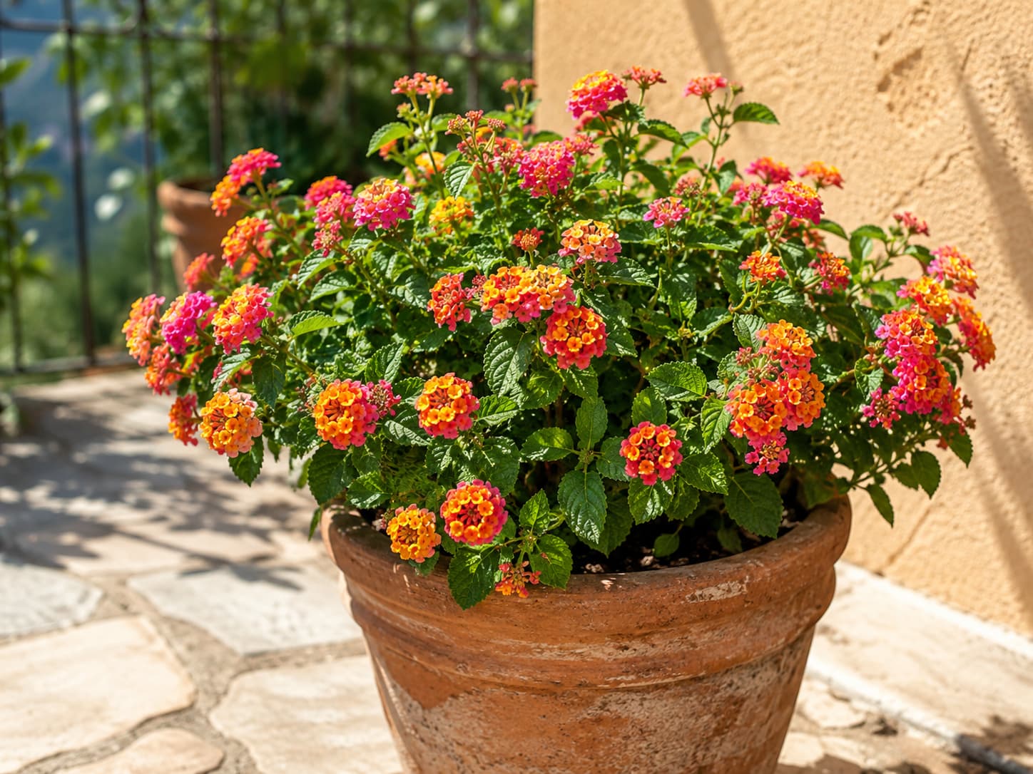 Lantana flowering heavily in a well-drained container during hot summer weather.