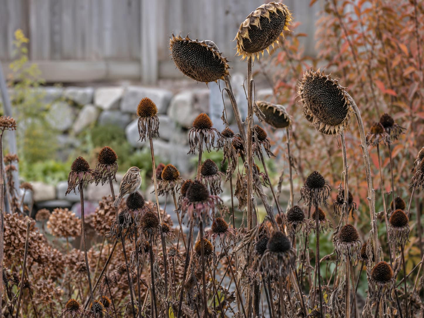 Late-season coneflower and sunflower seed heads left standing in the garden to feed birds and provide winter interest.