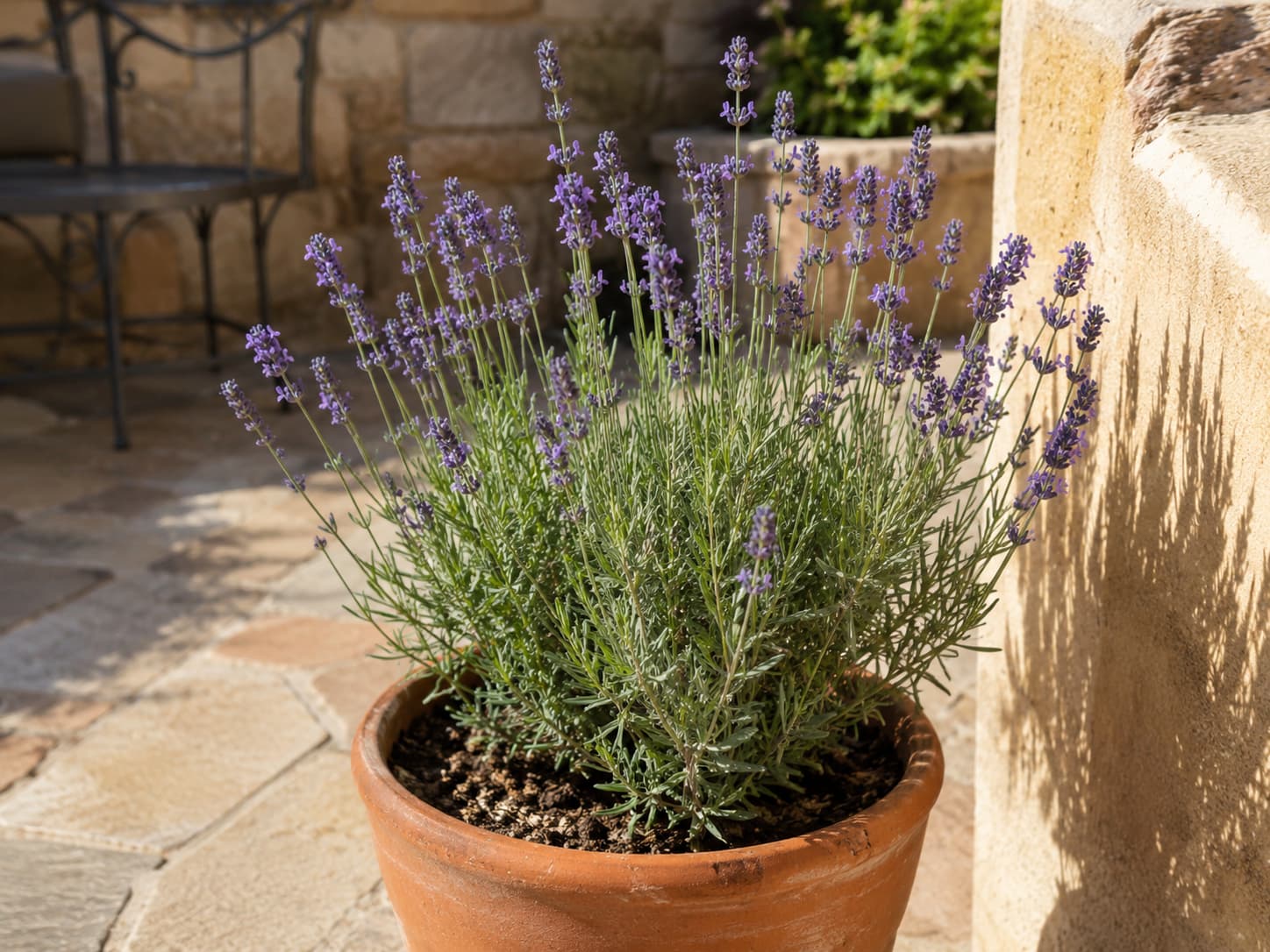 Lavender flowering in a well-drained terracotta container during hot, dry summer weather.