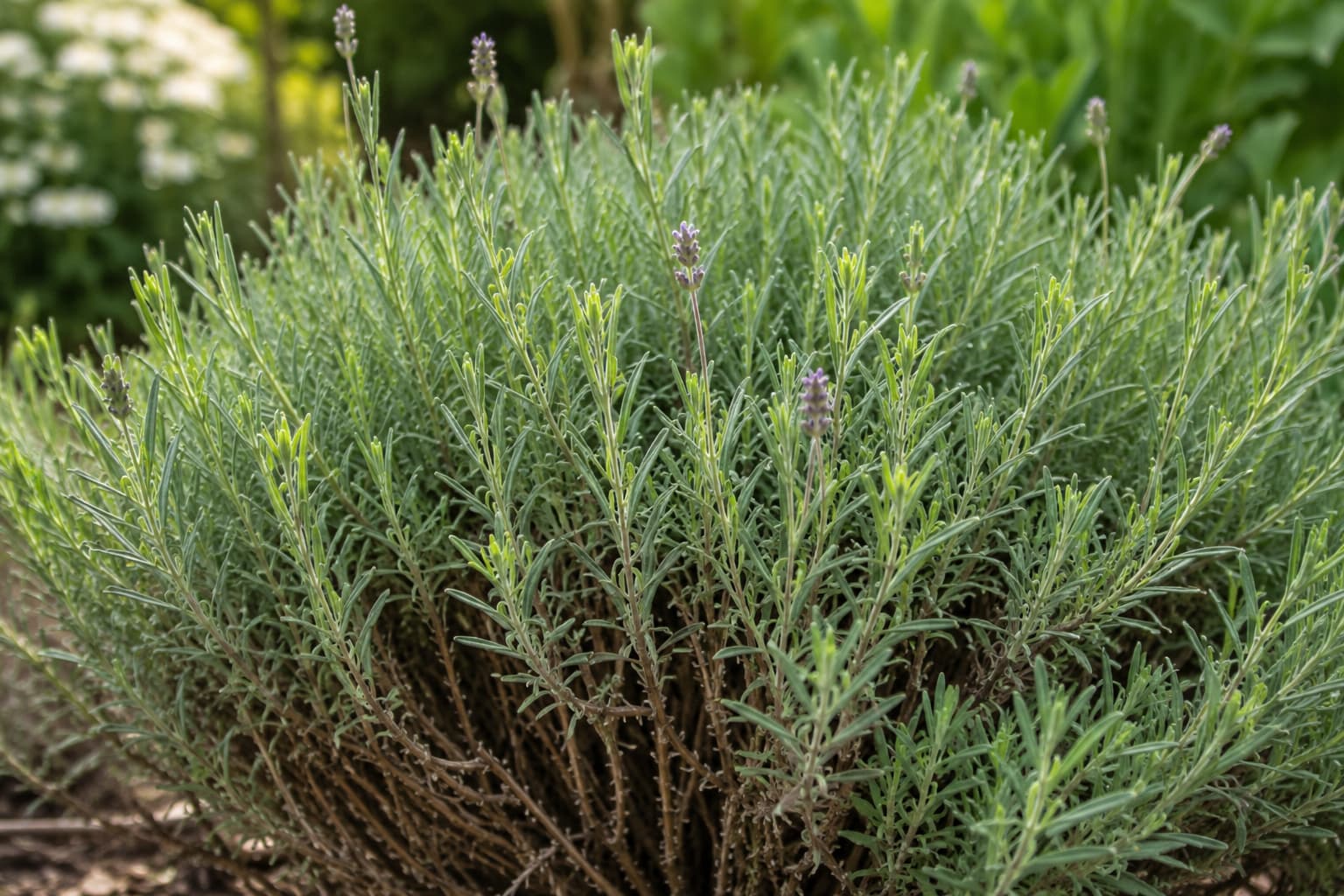 Lavender plant showing small fresh green shoots and new buds that should be preserved during pruning.