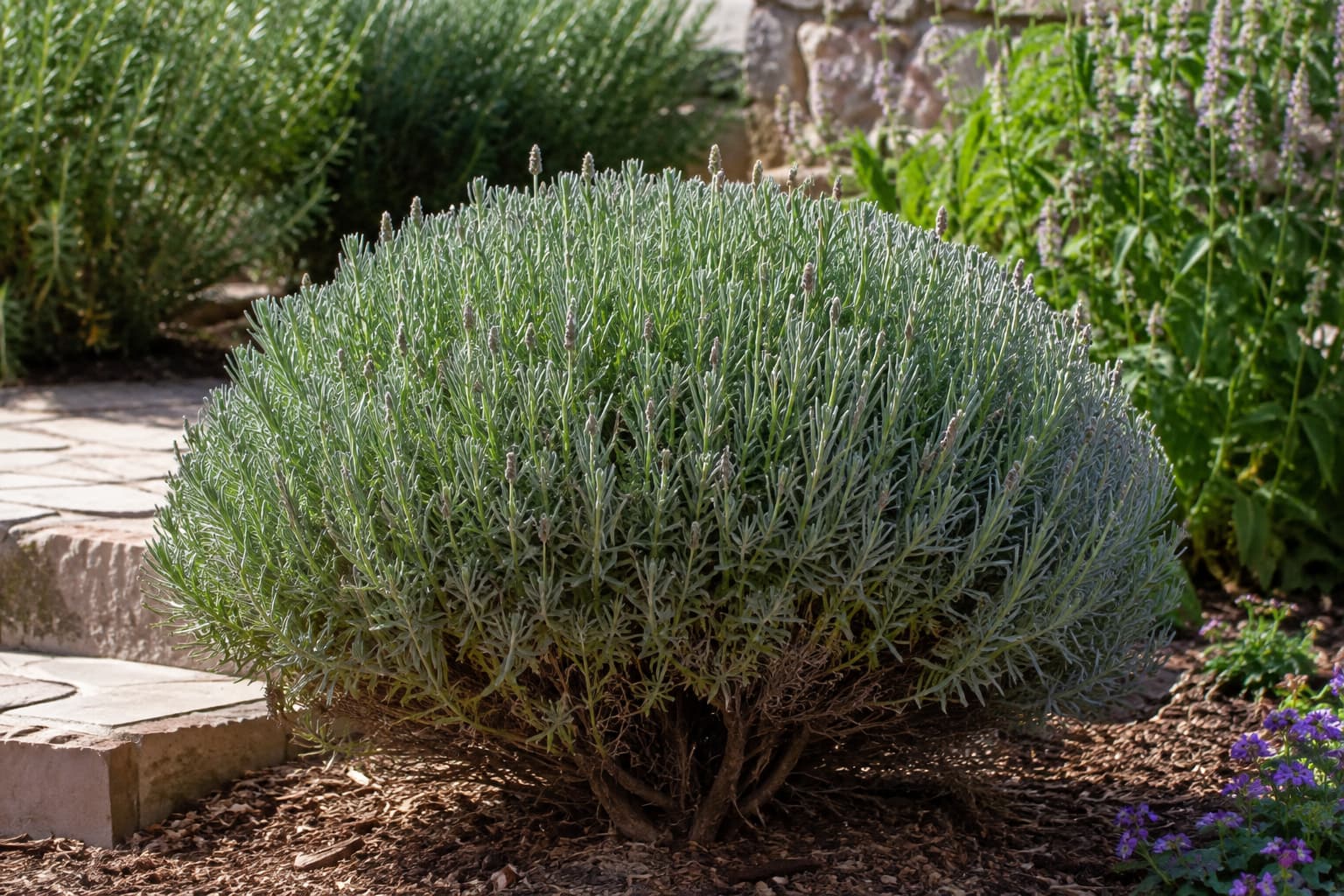 Lavender trimmed into a soft rounded dome shape for balanced regrowth after flowering.