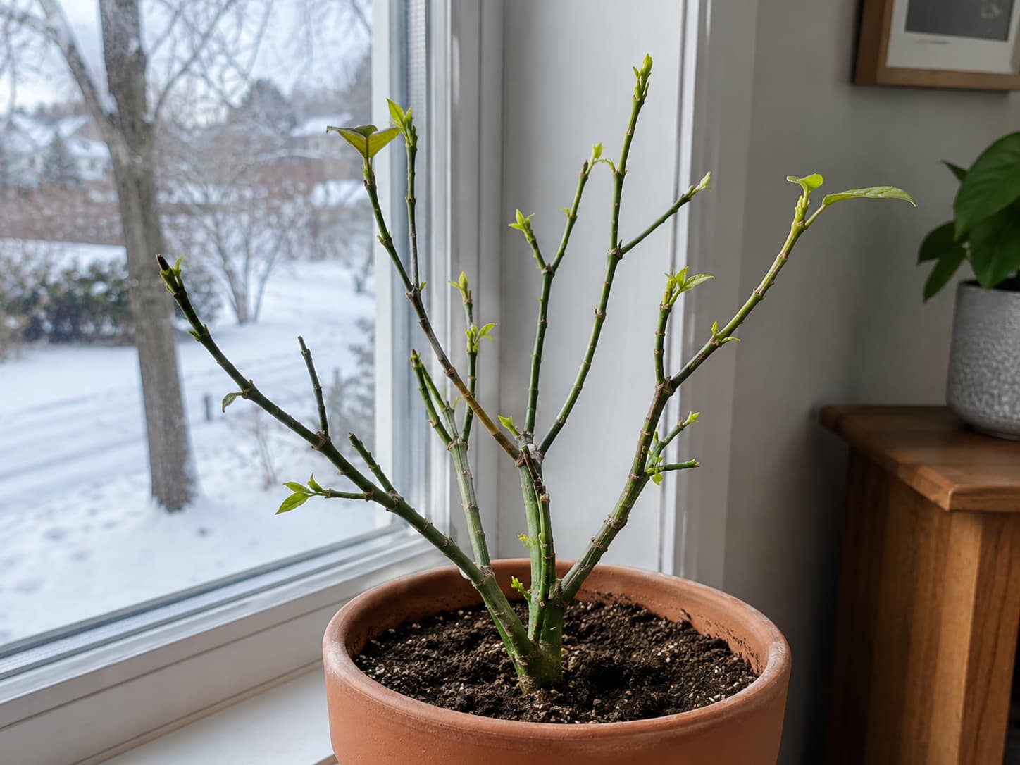 Leafless houseplant with firm green stems and small new buds showing signs of recovery after winter stress.