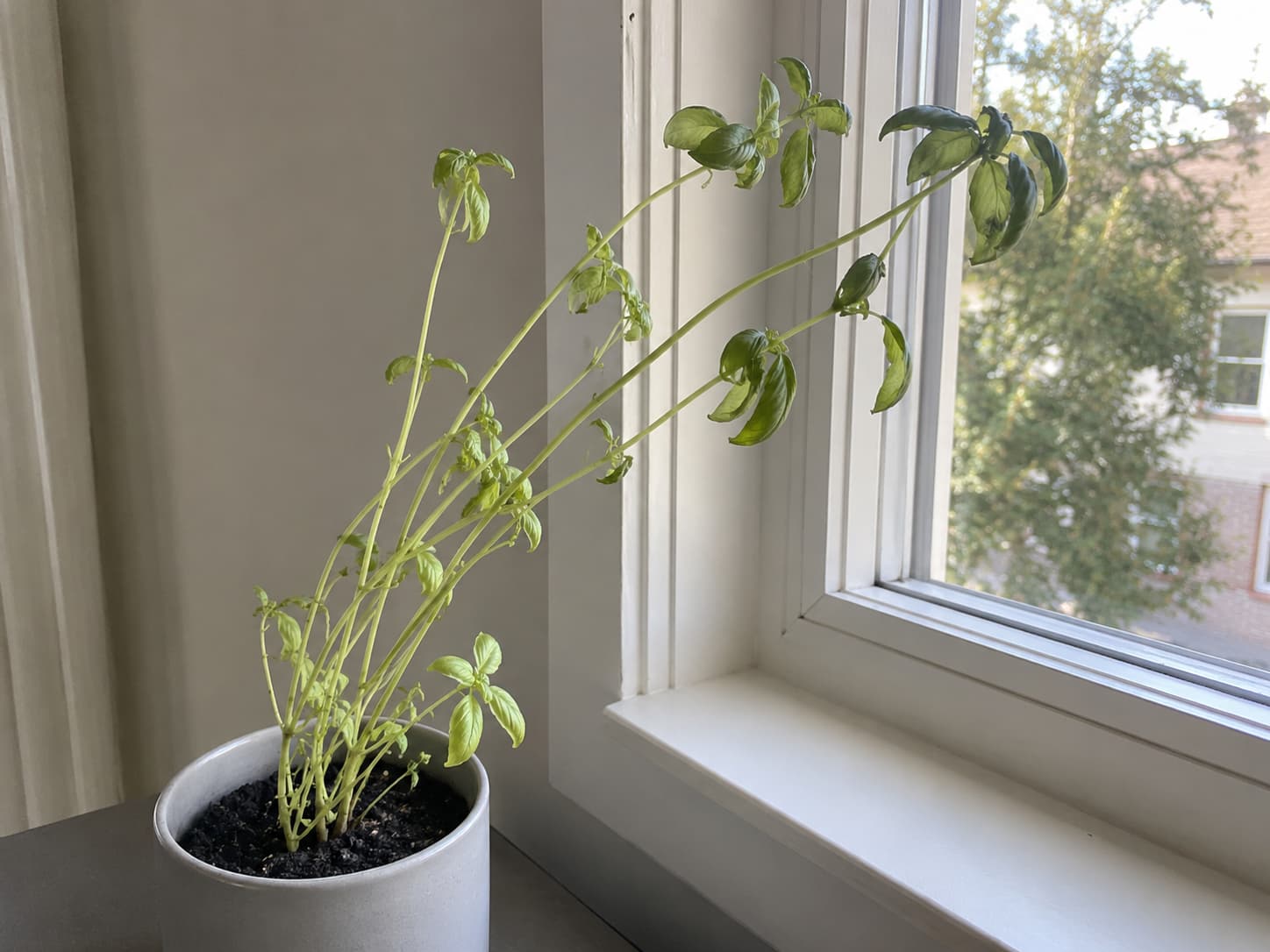 Leggy pale basil with stretched stems leaning toward a window, showing symptoms of insufficient light indoors.