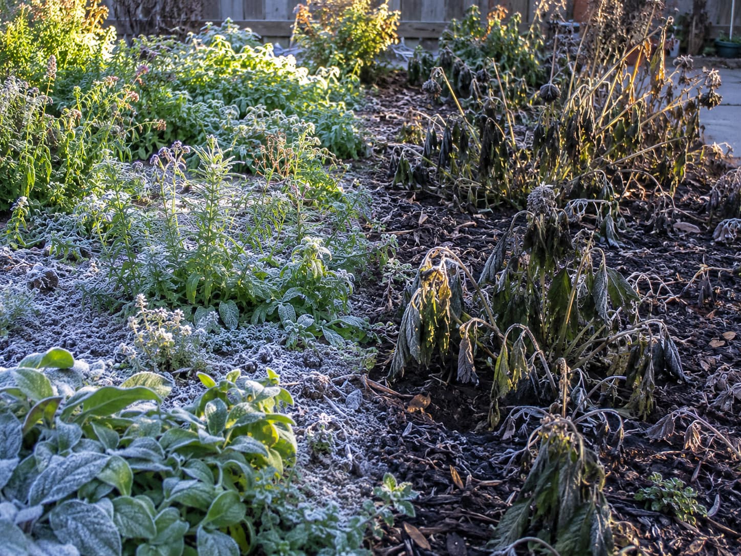 Garden plants showing the difference between a light surface frost and more severe damage after a hard freeze.