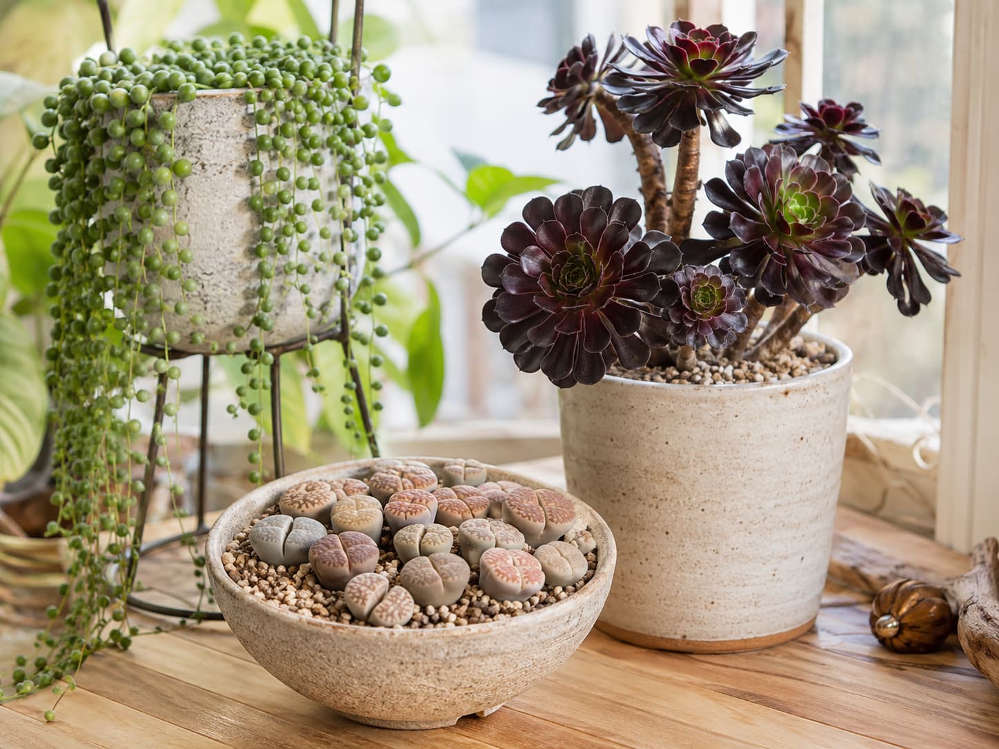 Lithops, Aeonium, and String of Pearls shown as three popular succulents with more demanding indoor care needs.