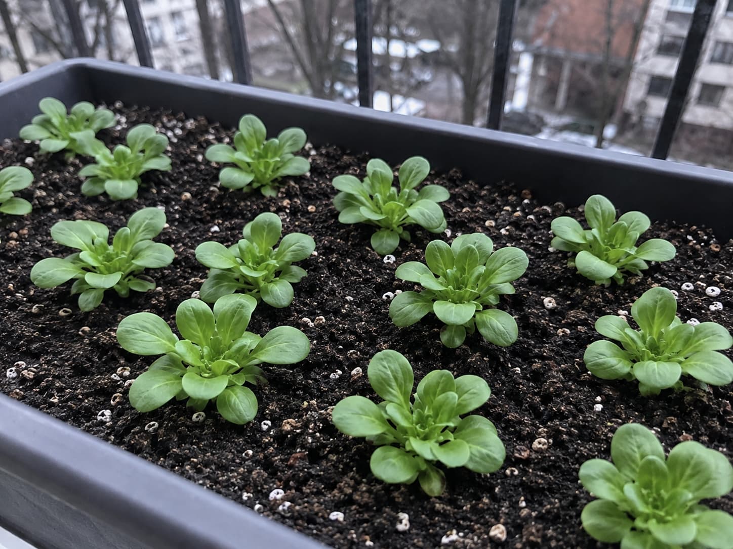 Mâche rosettes growing in a shallow balcony container during cold winter weather.